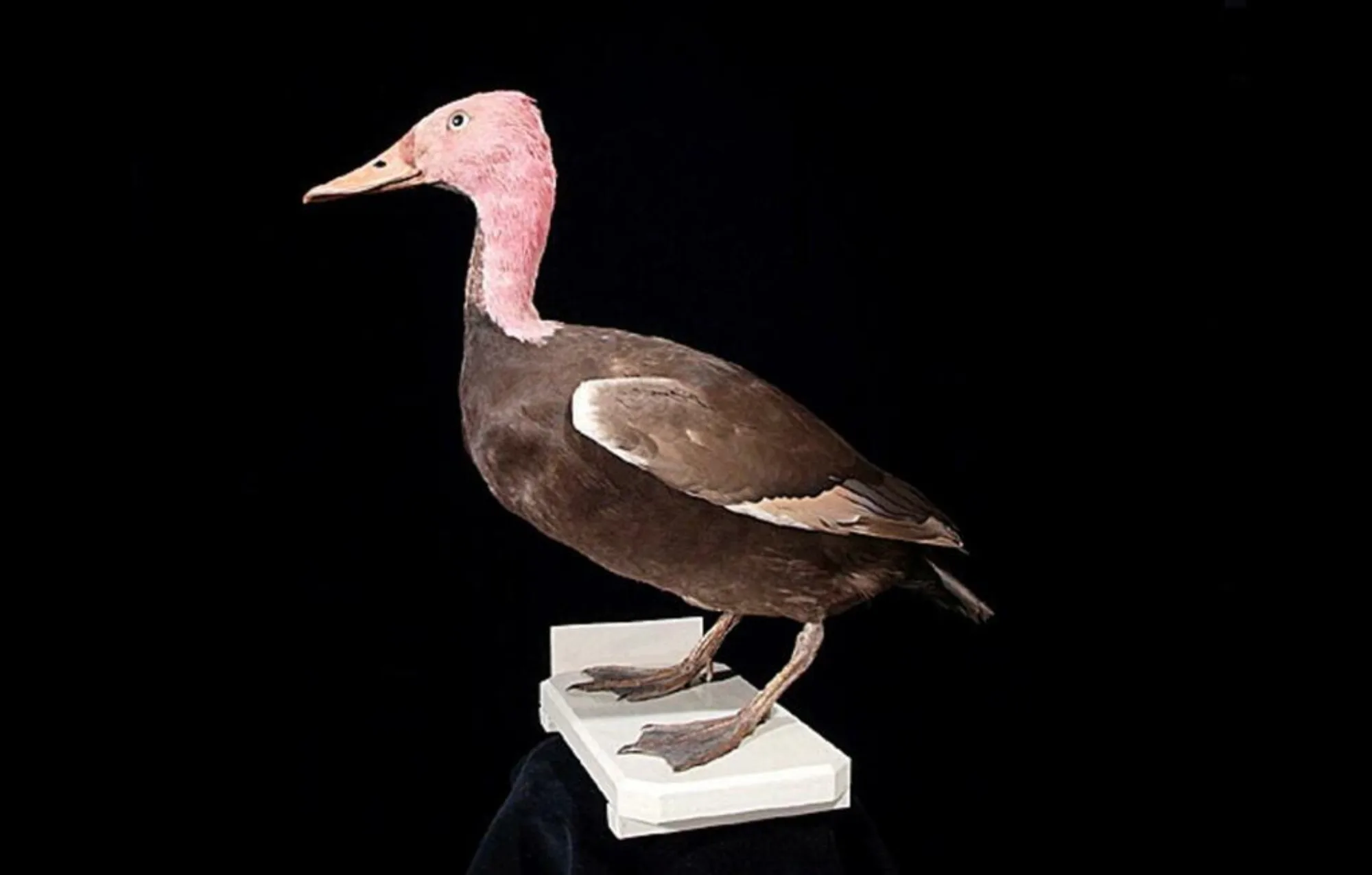 Pink-headed Duck