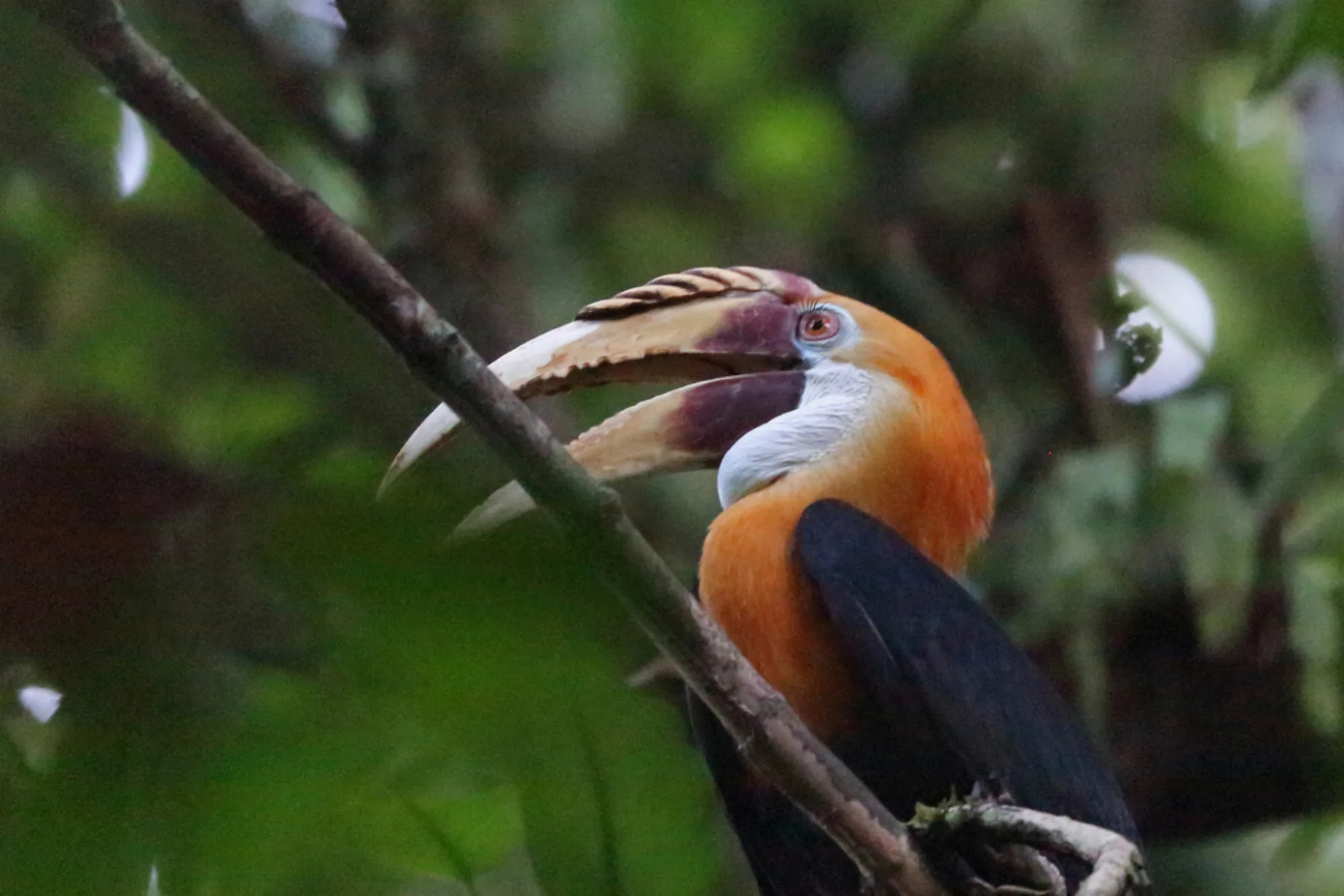 Blyth's Hornbill