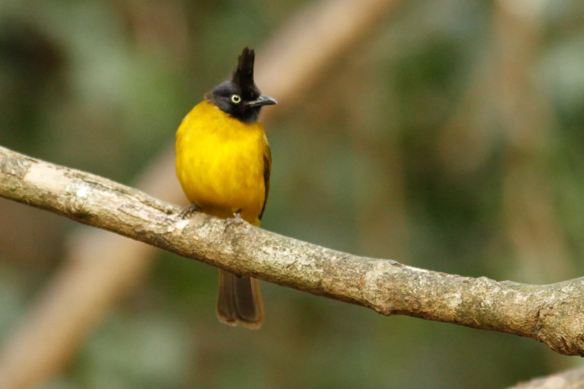 Black-crested Bulbul