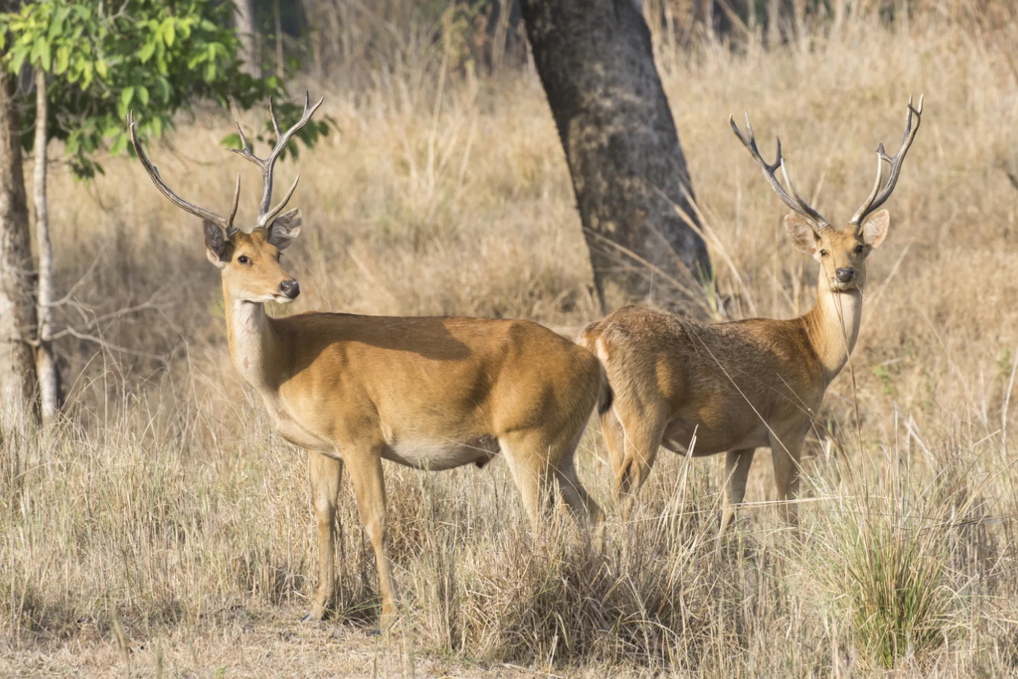 Barasingha