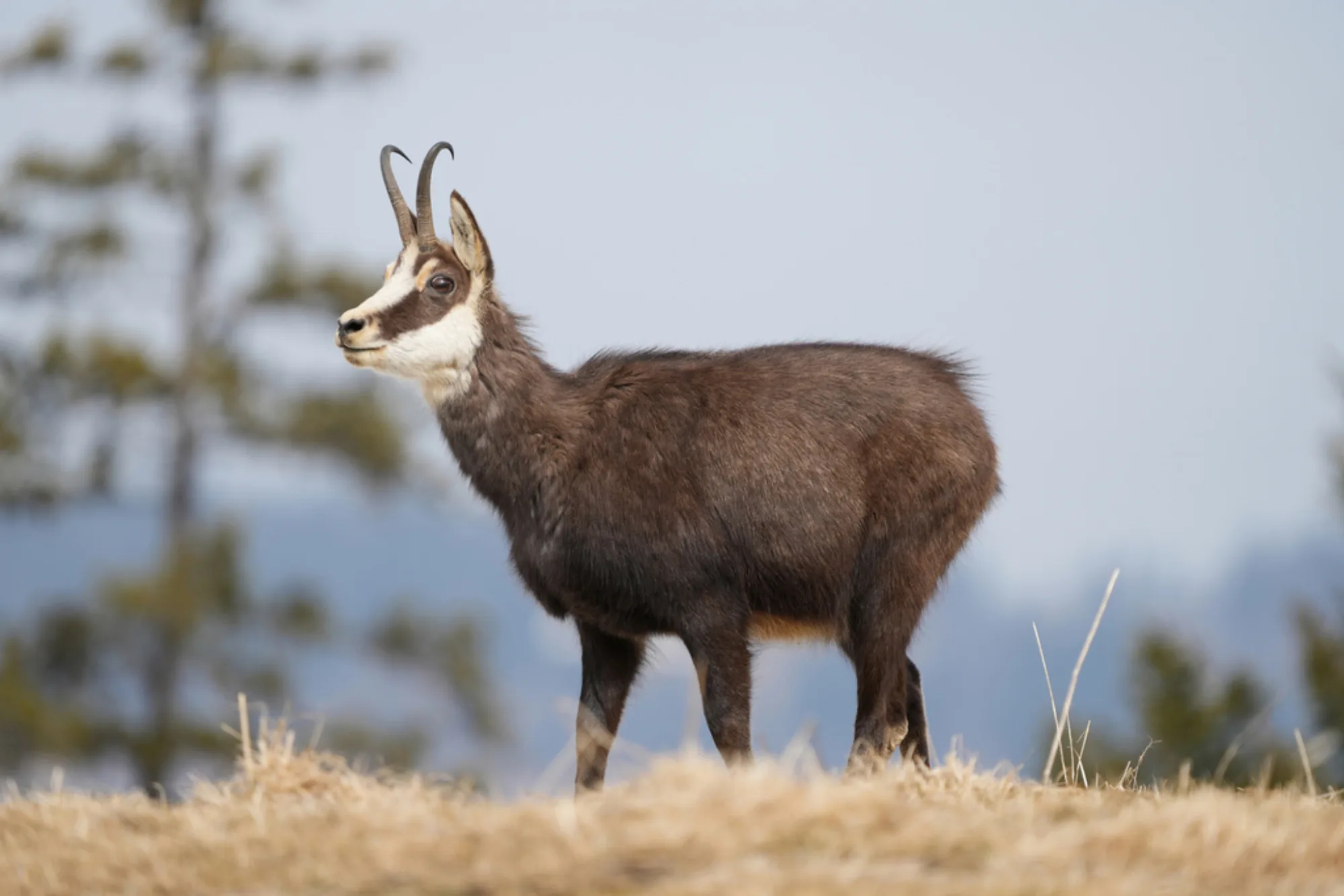 Alpine Chamois