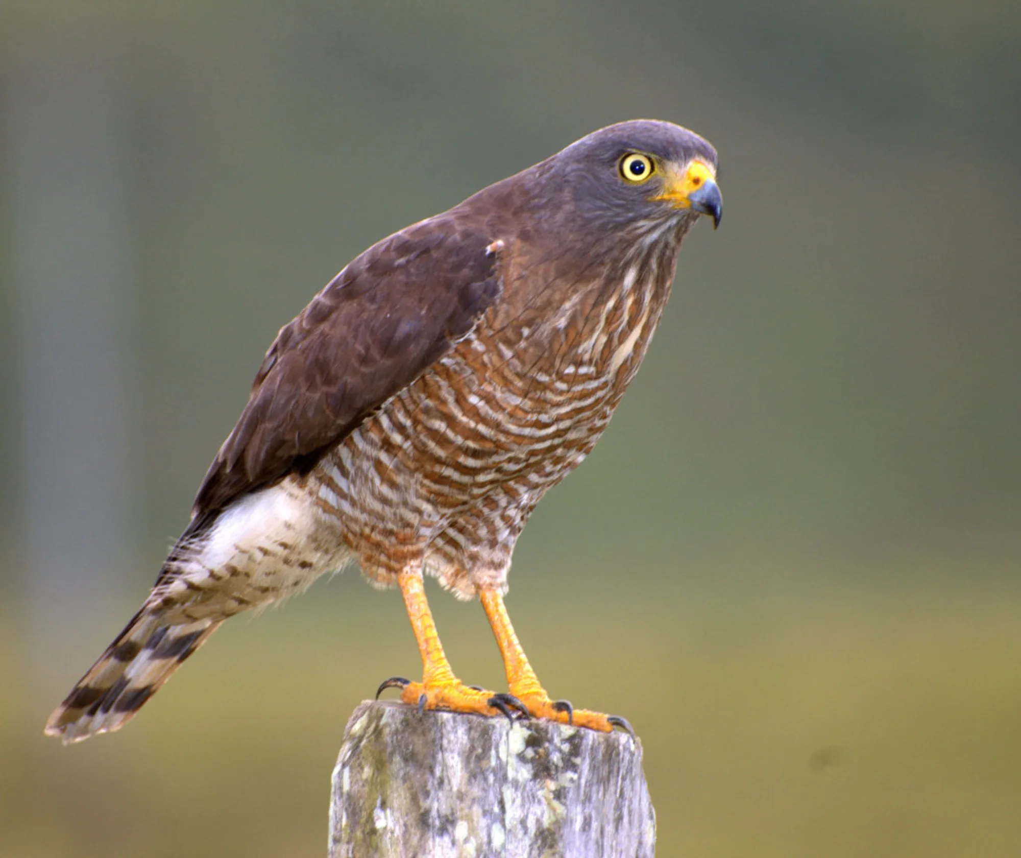Roadside Hawk