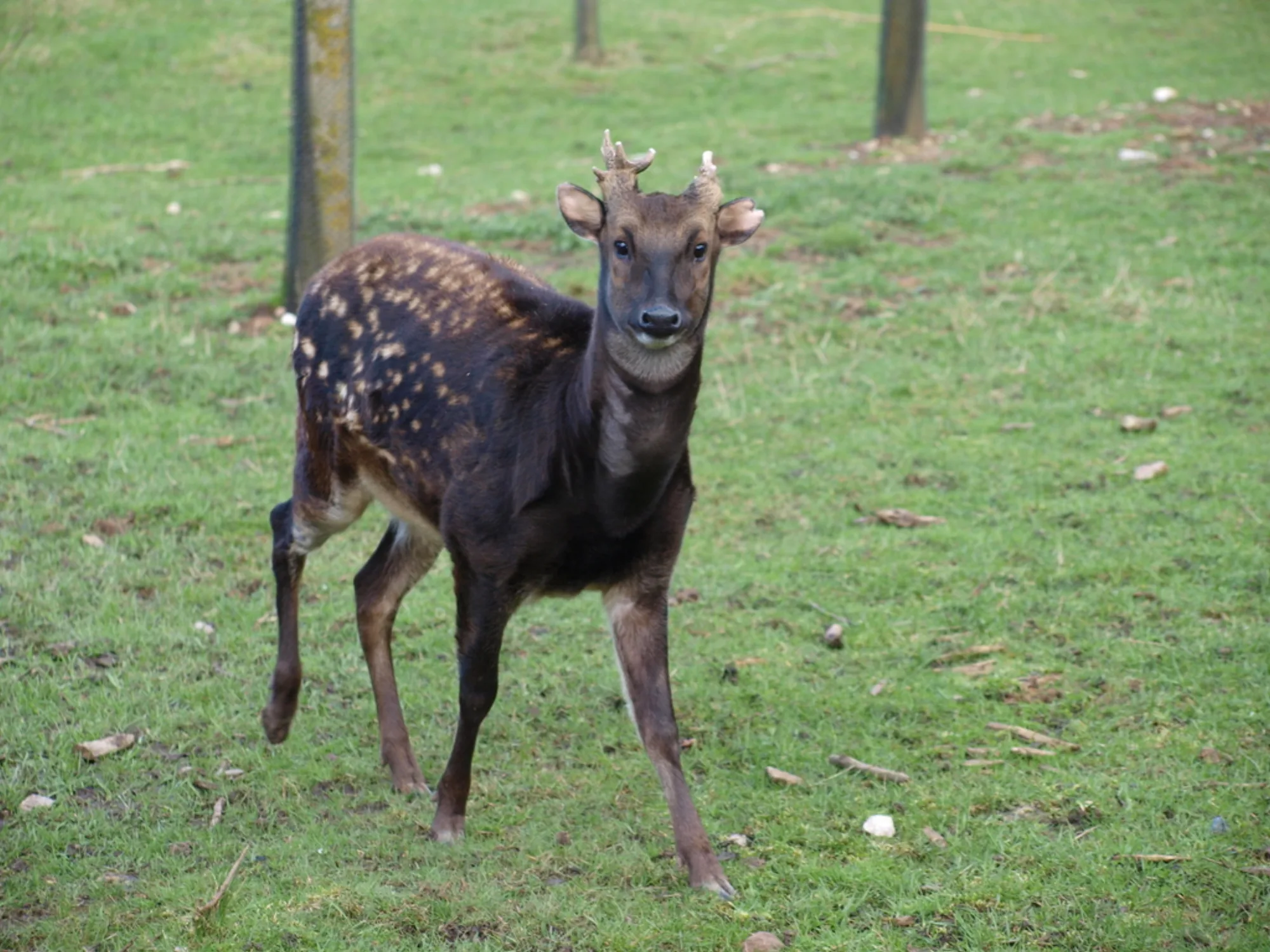 Visayan Spotted Deer