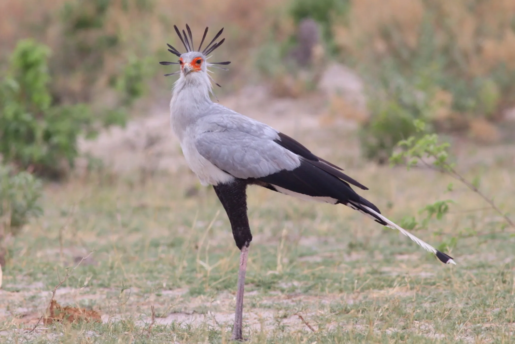 Secretarybird