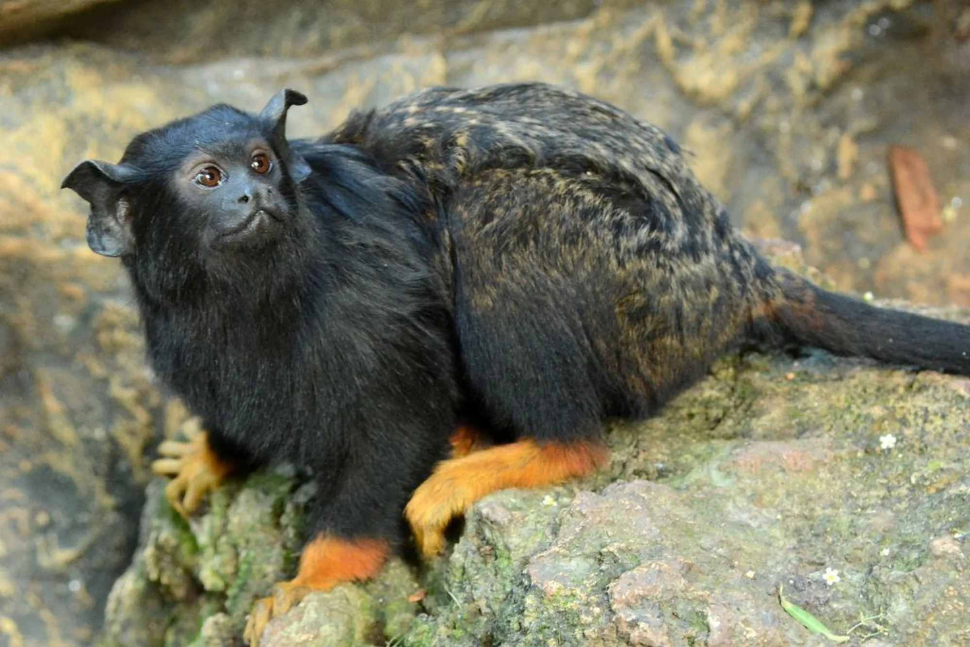 Red-handed Tamarin