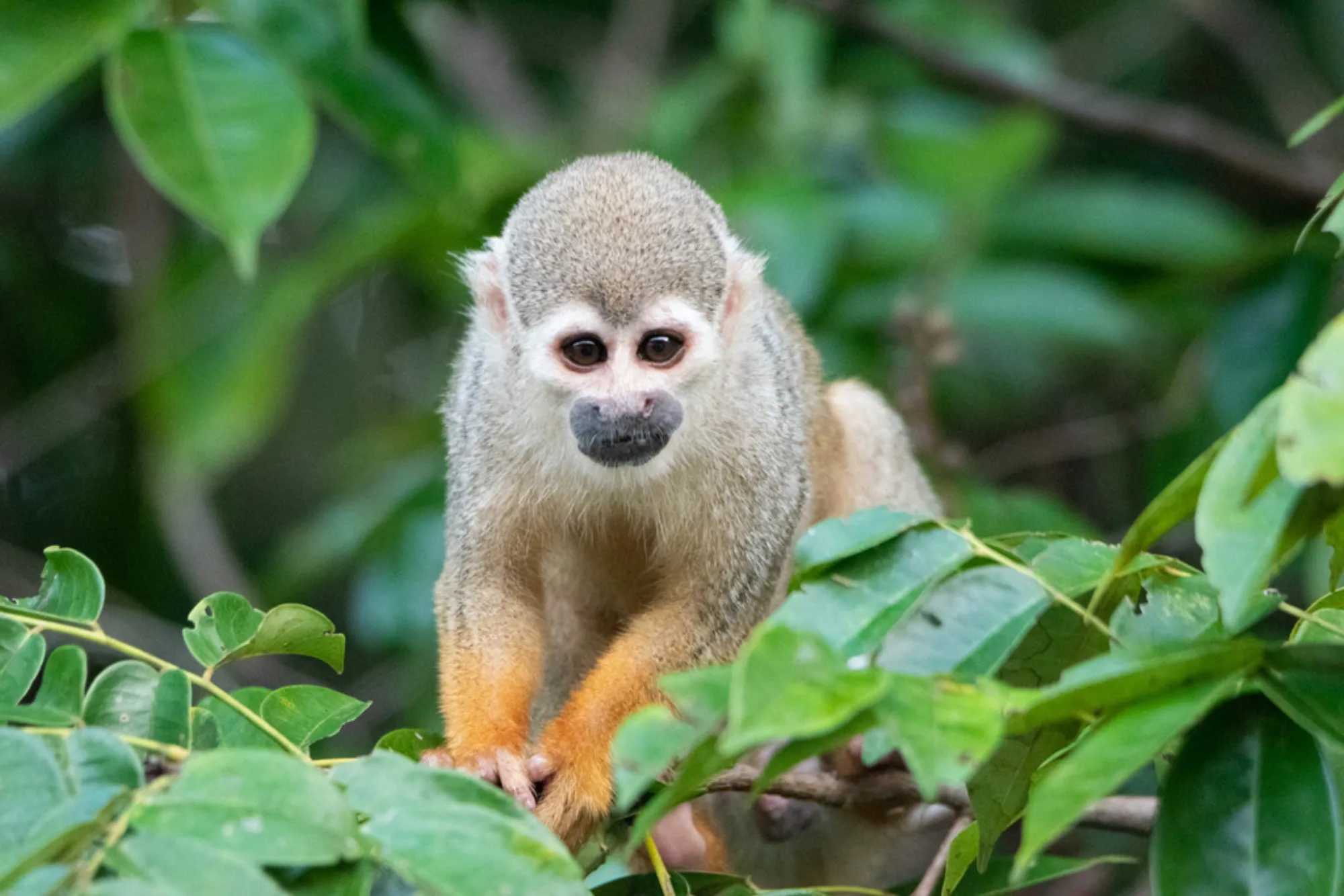 Common Squirrel Monkey