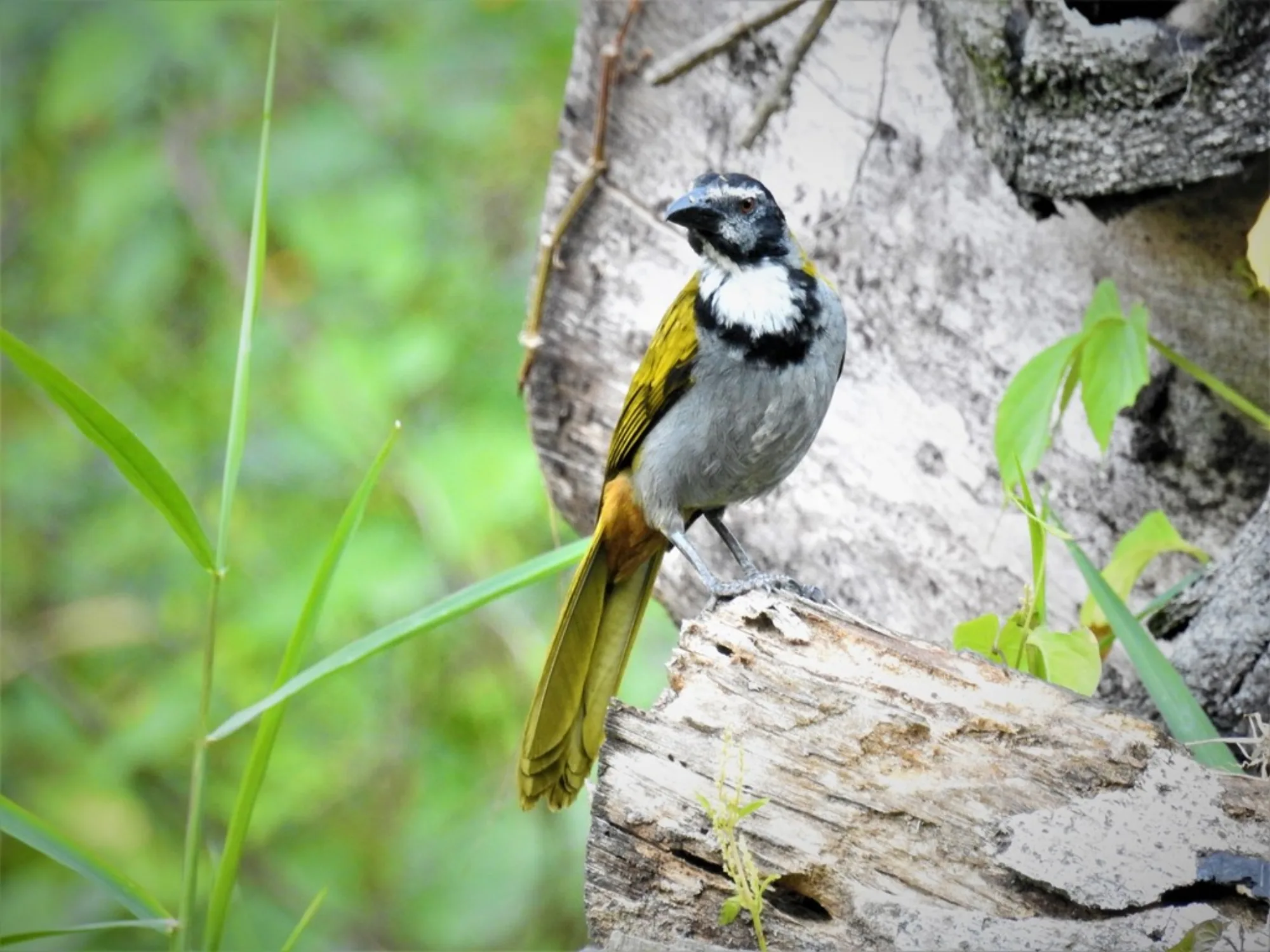 Black-headed Saltator