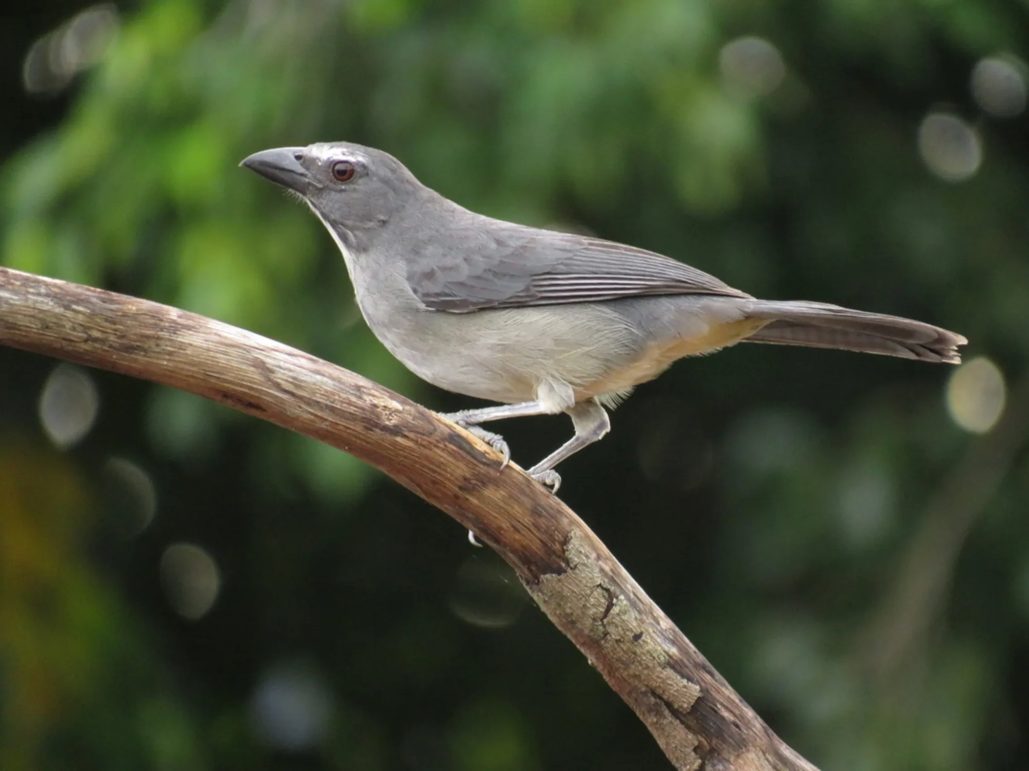 Grayish Saltator