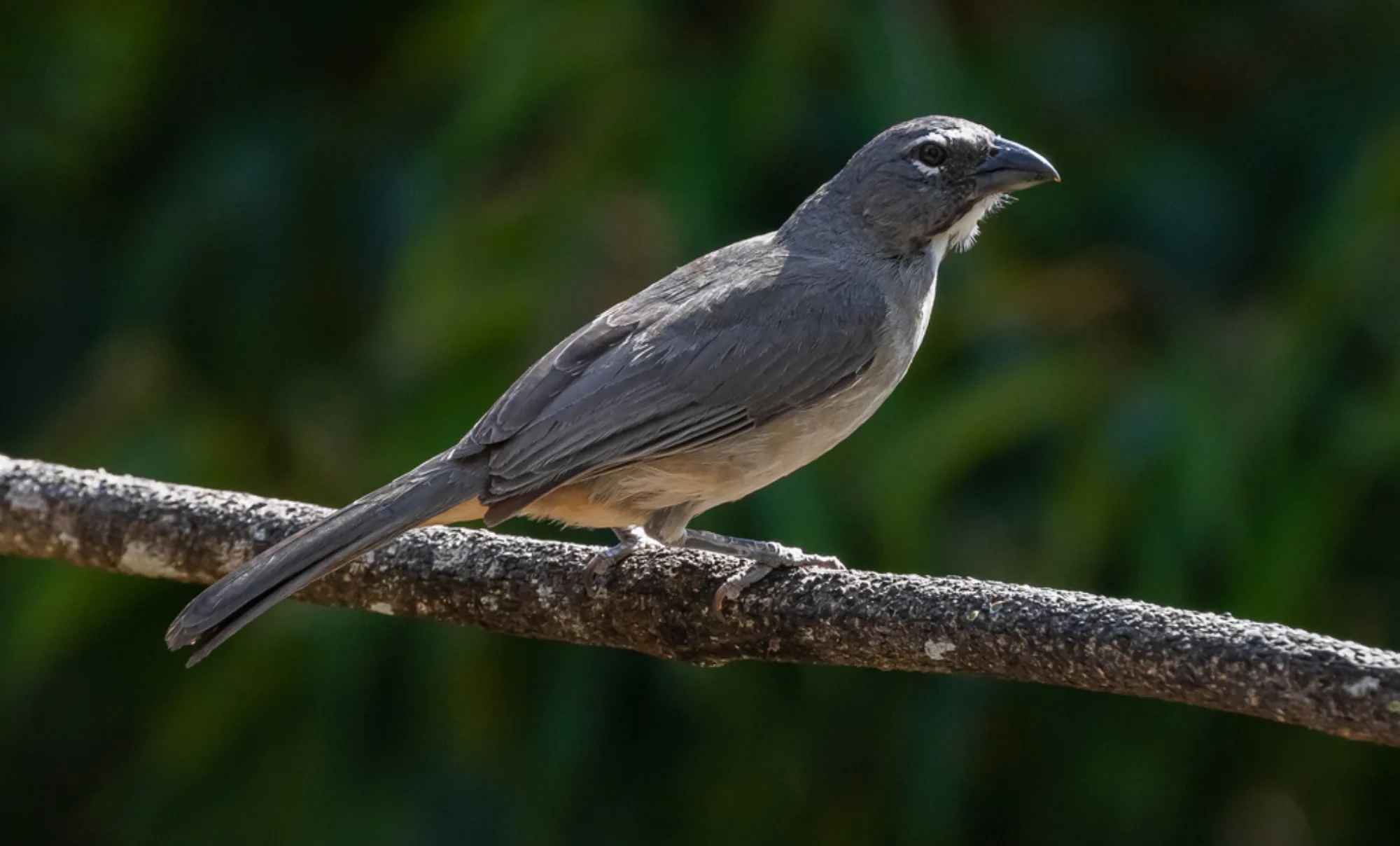 Caribbean Grey Saltator