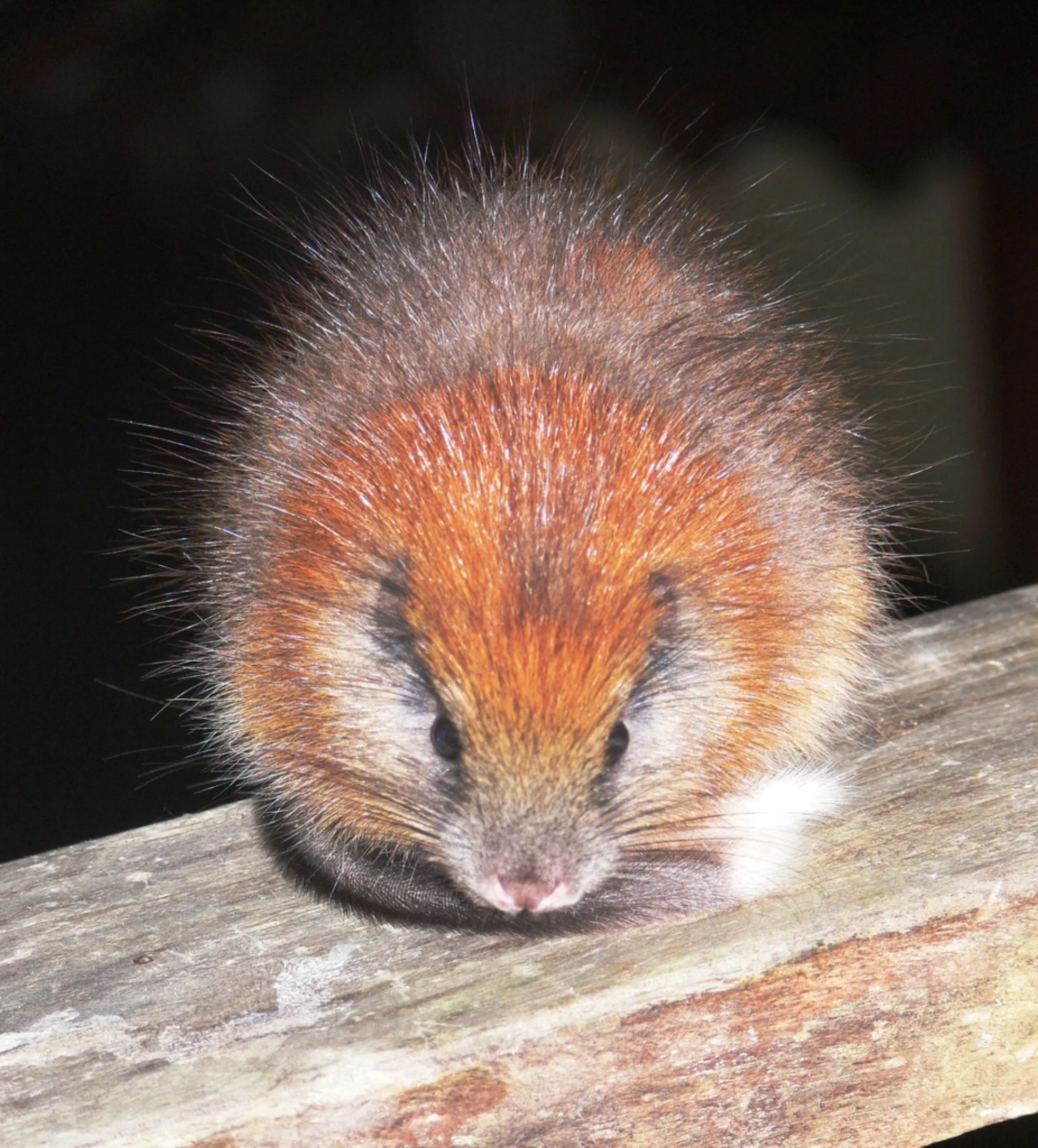 Red-crested Tree-rat