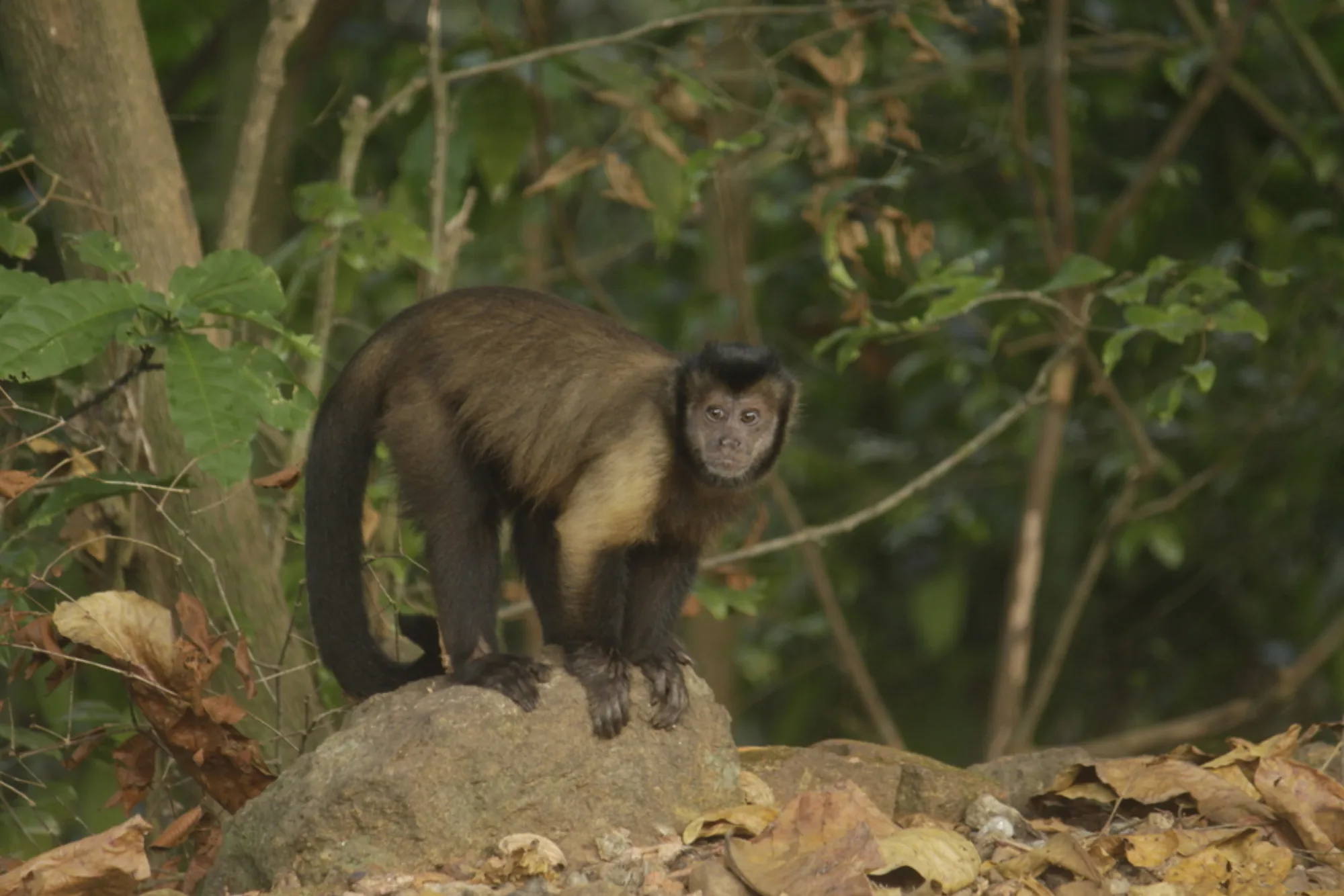 Guianan Brown Capuchin