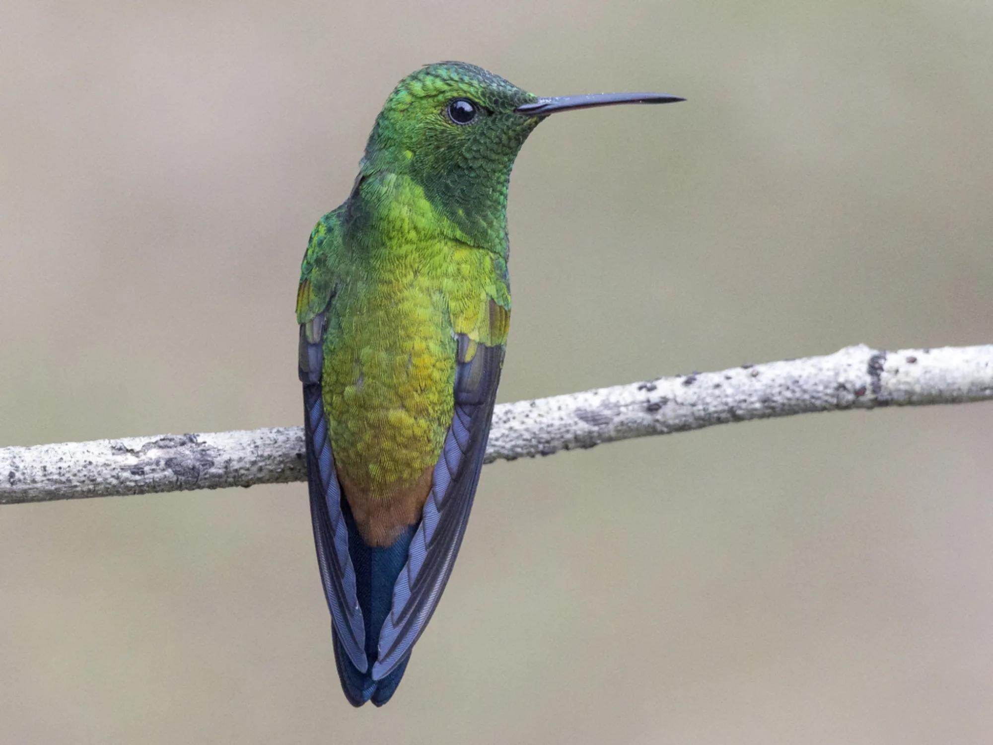 Copper-rumped Hummingbird