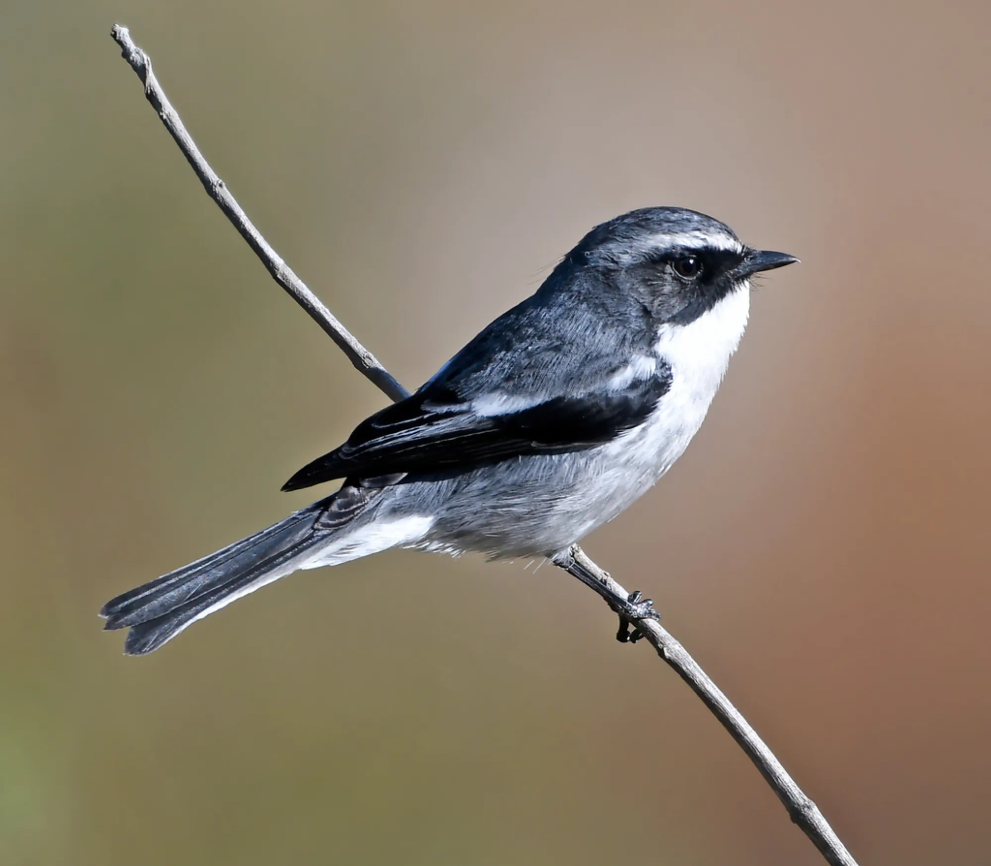 Grey Bush Chat