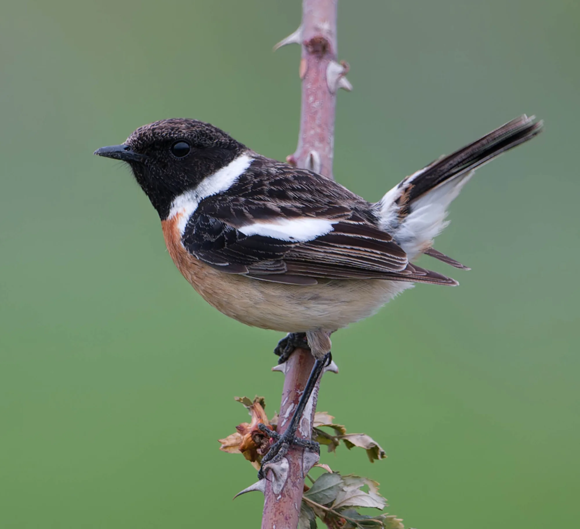 European Stonechat
