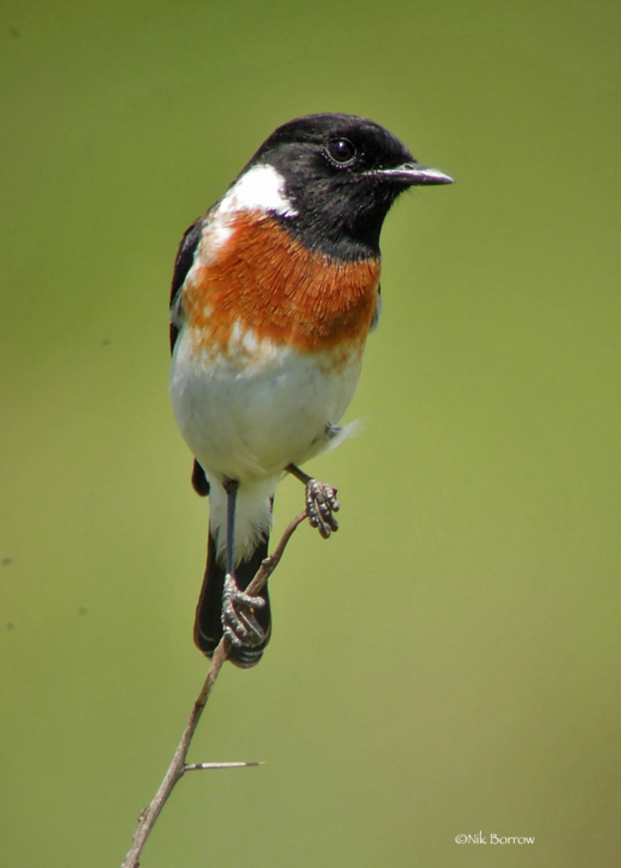 African Stonechat