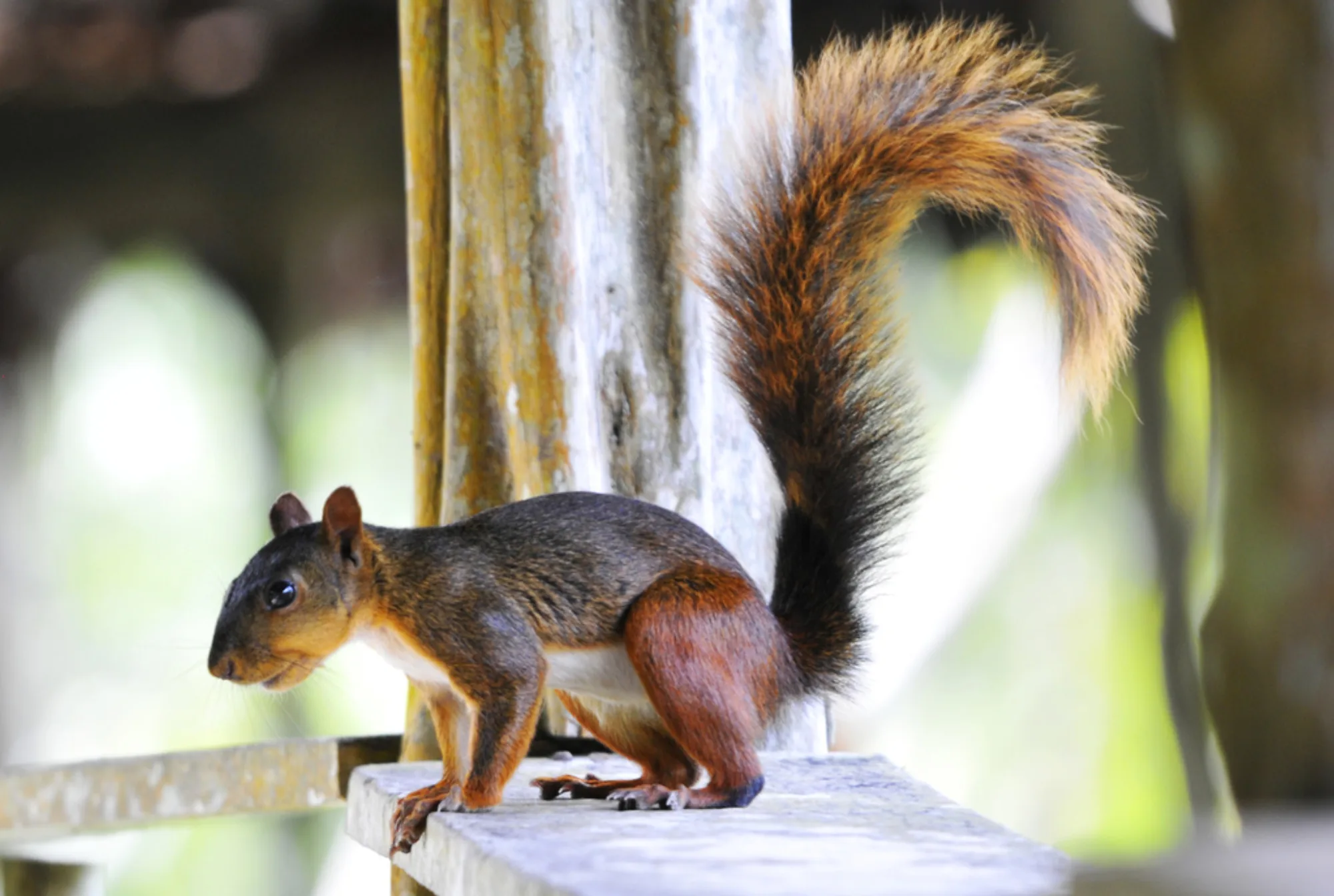 Fiery Squirrel