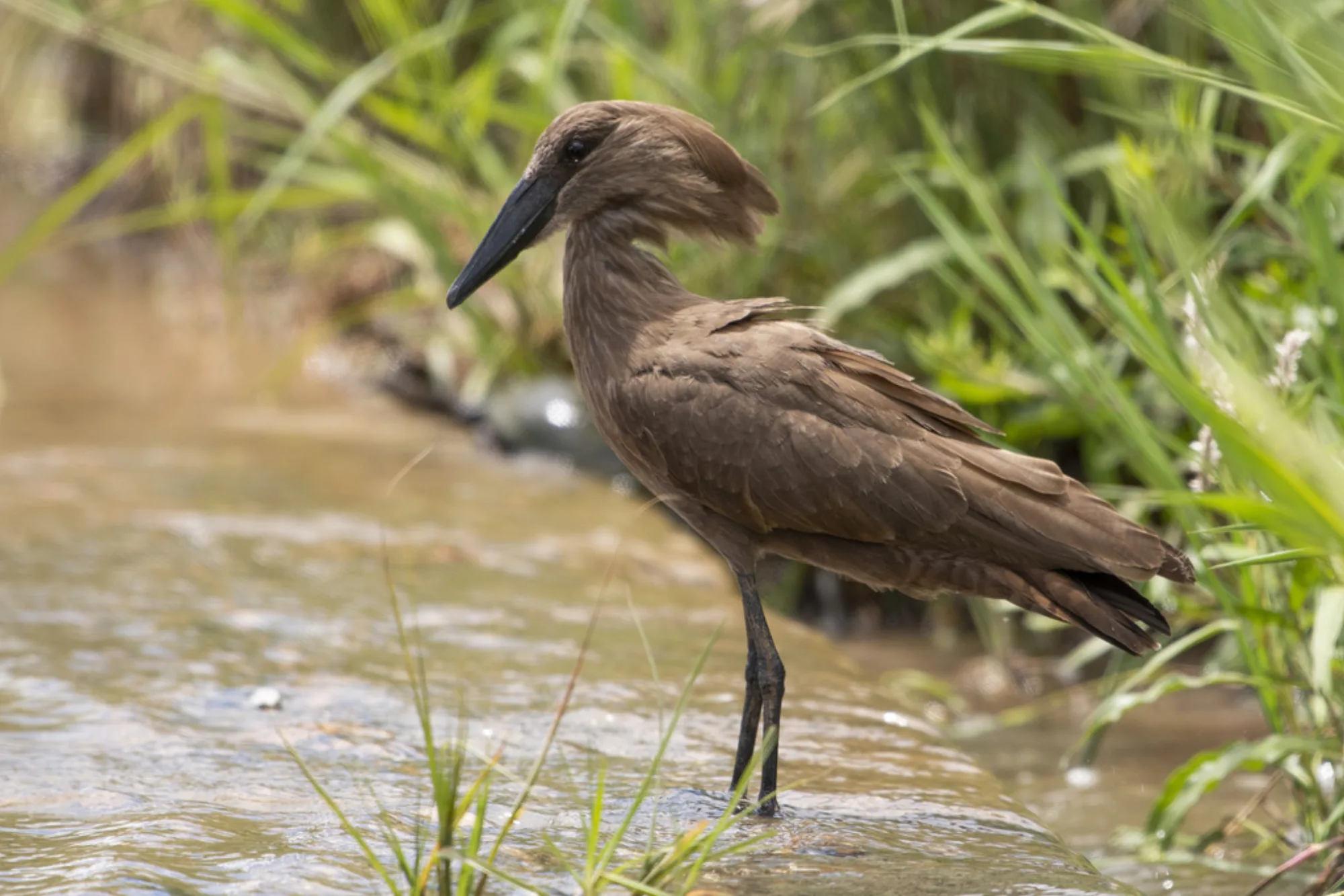 Hamerkop