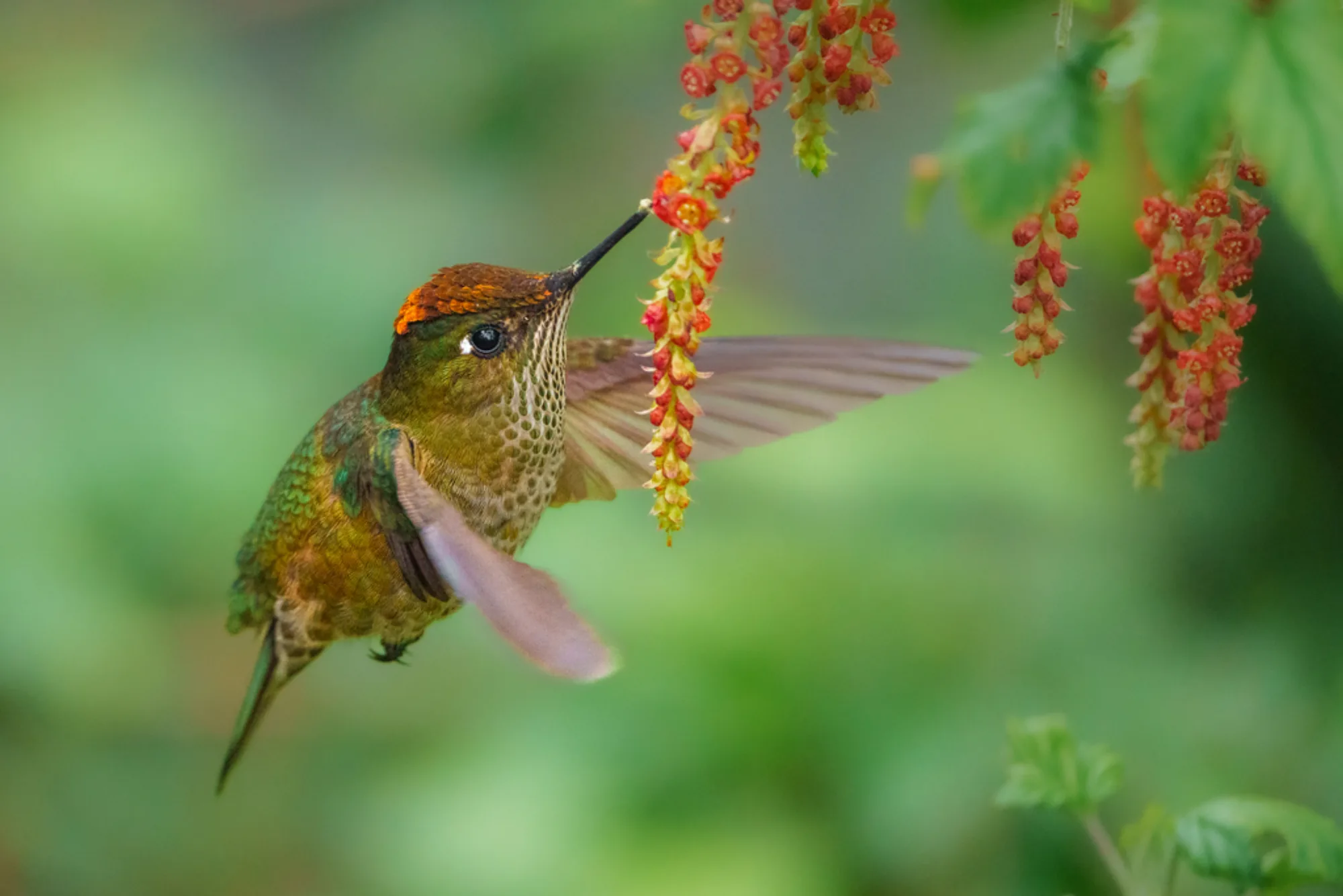 Green-backed Firecrown