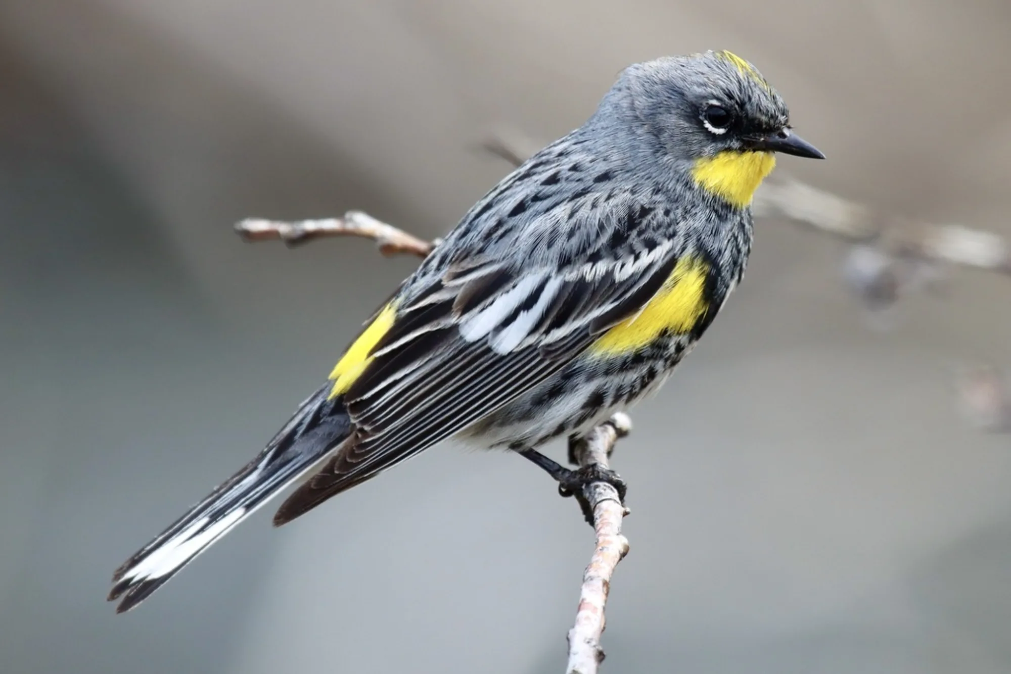 Myrtle Warbler