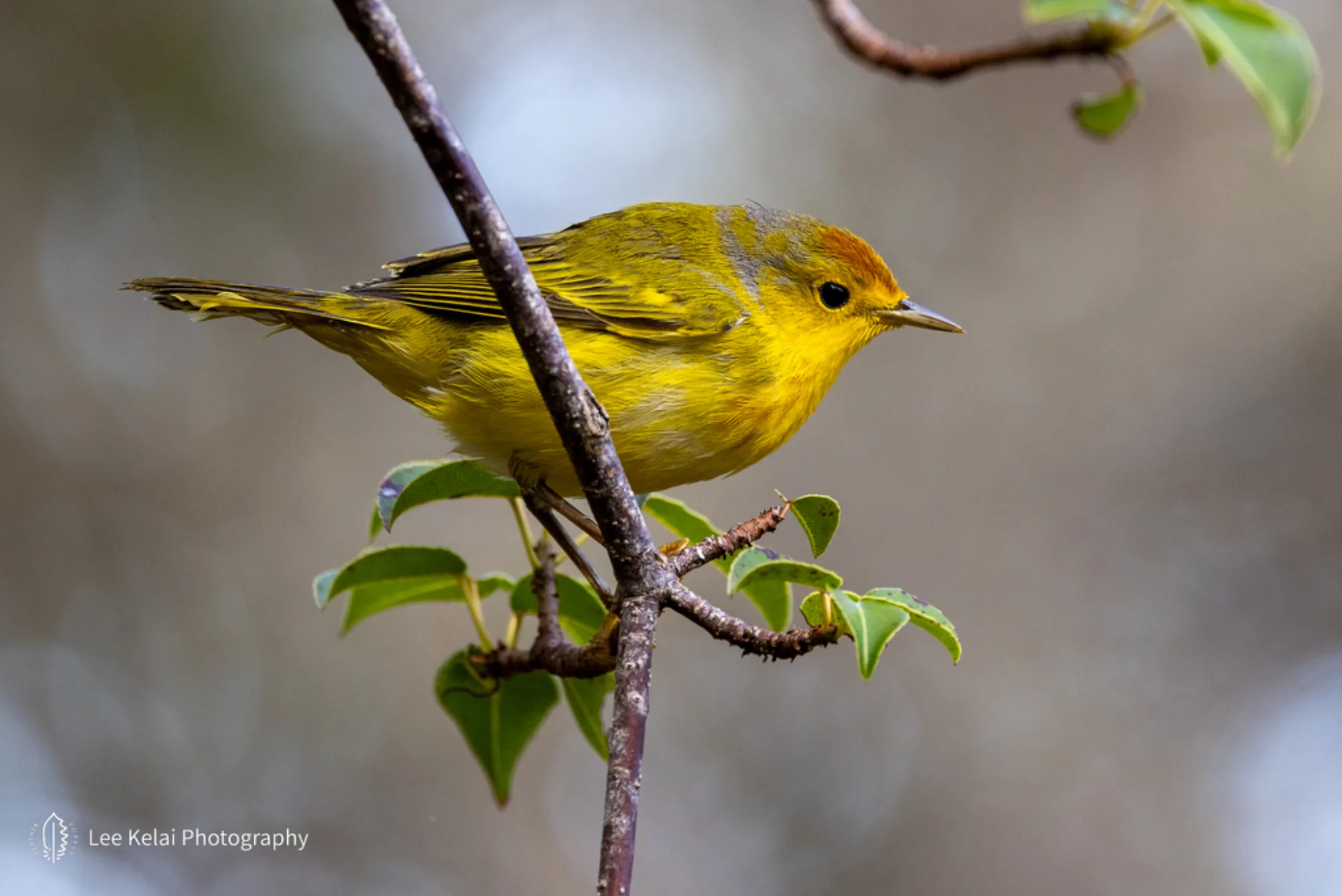 Yellow Warbler