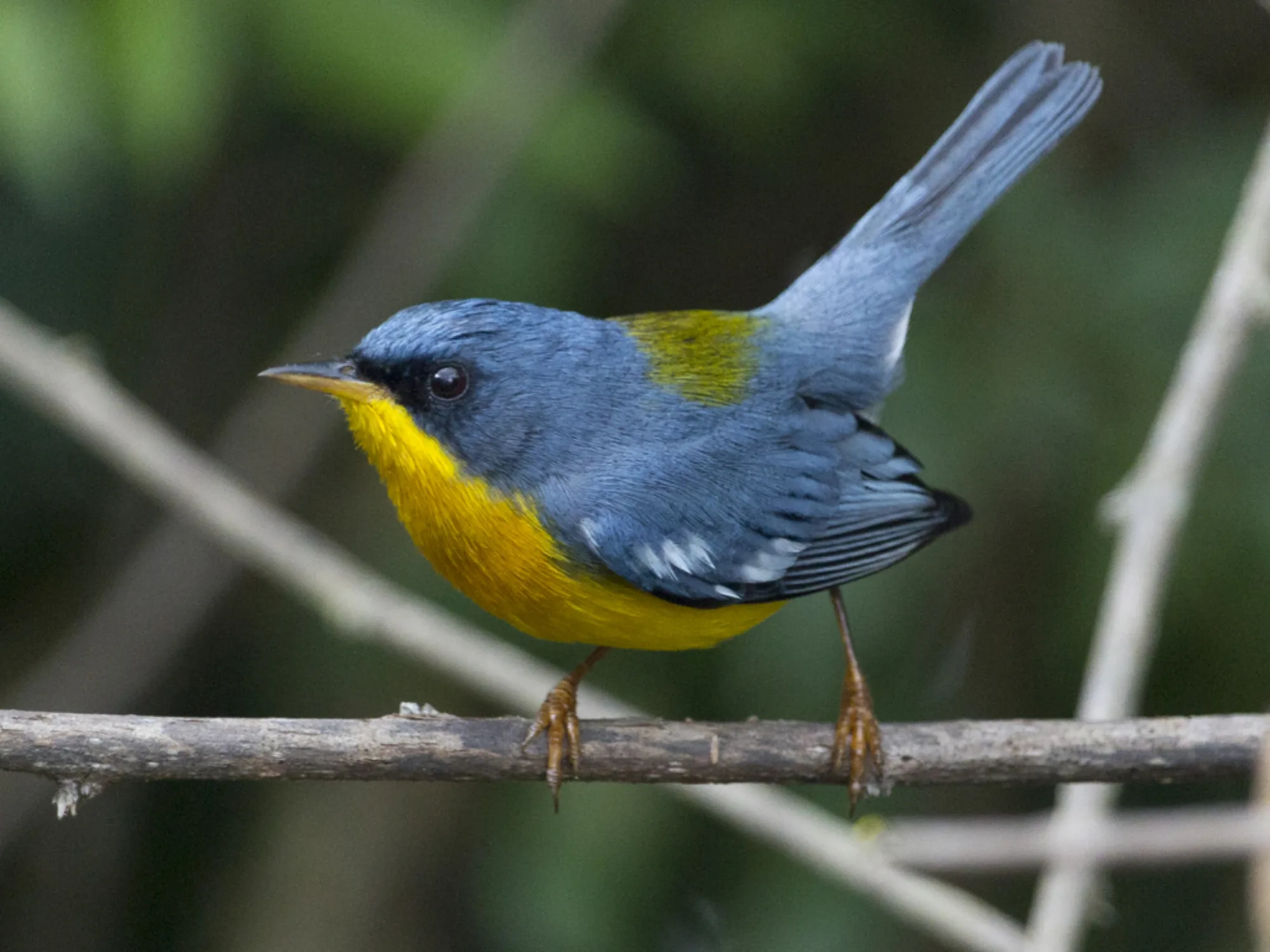 Tropical Parula