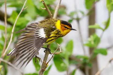 Cape May Warbler