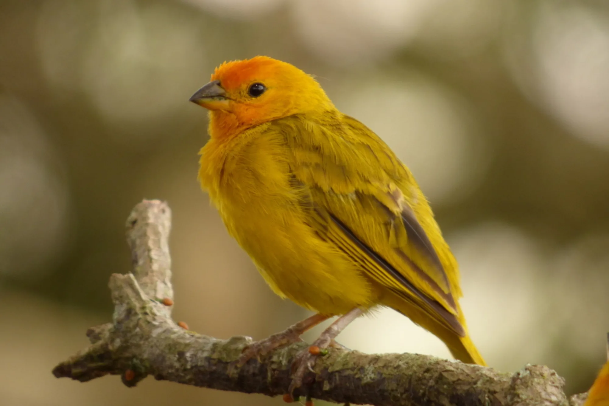 Saffron Finch