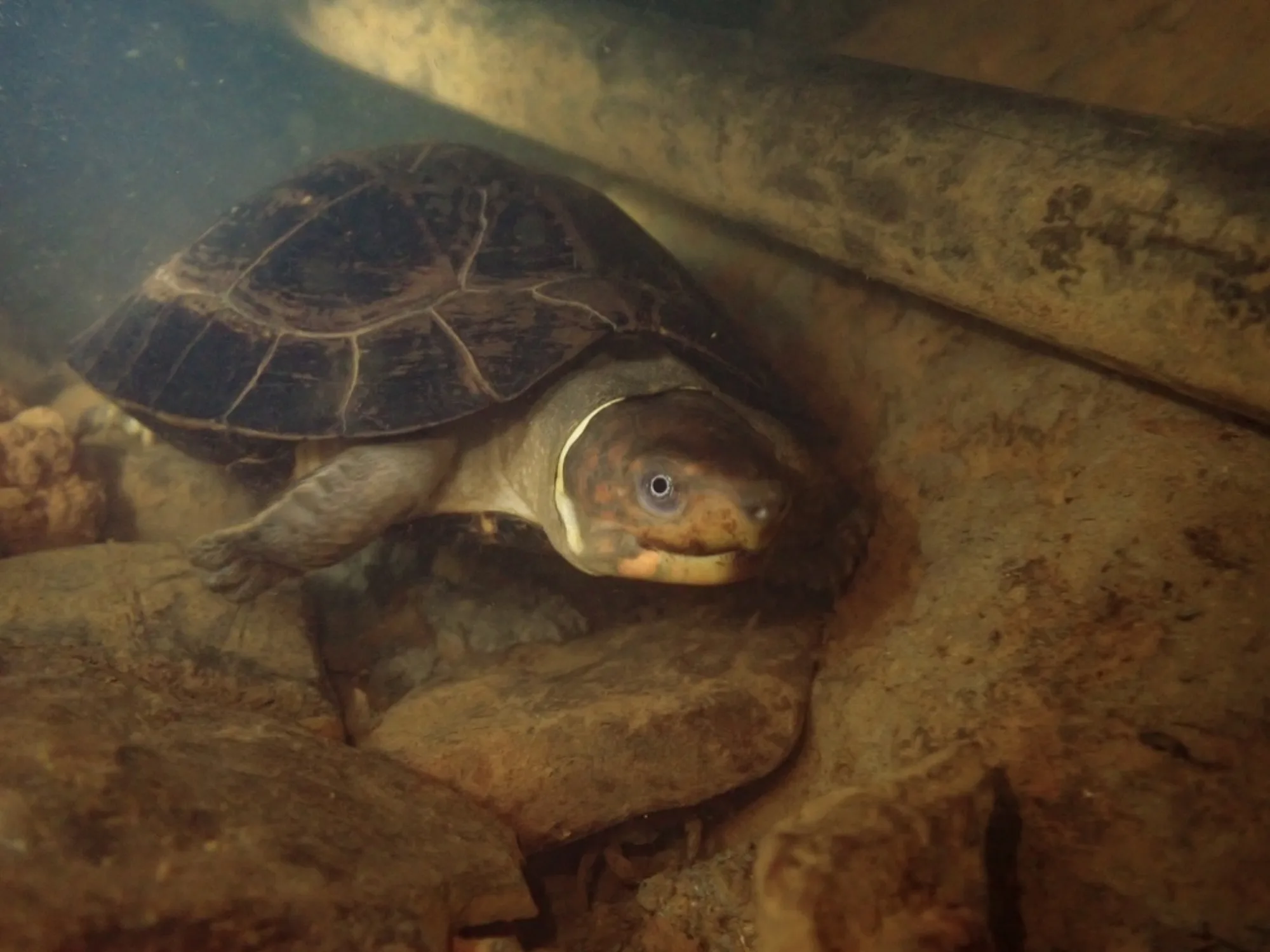 Philippine Forest Turtle