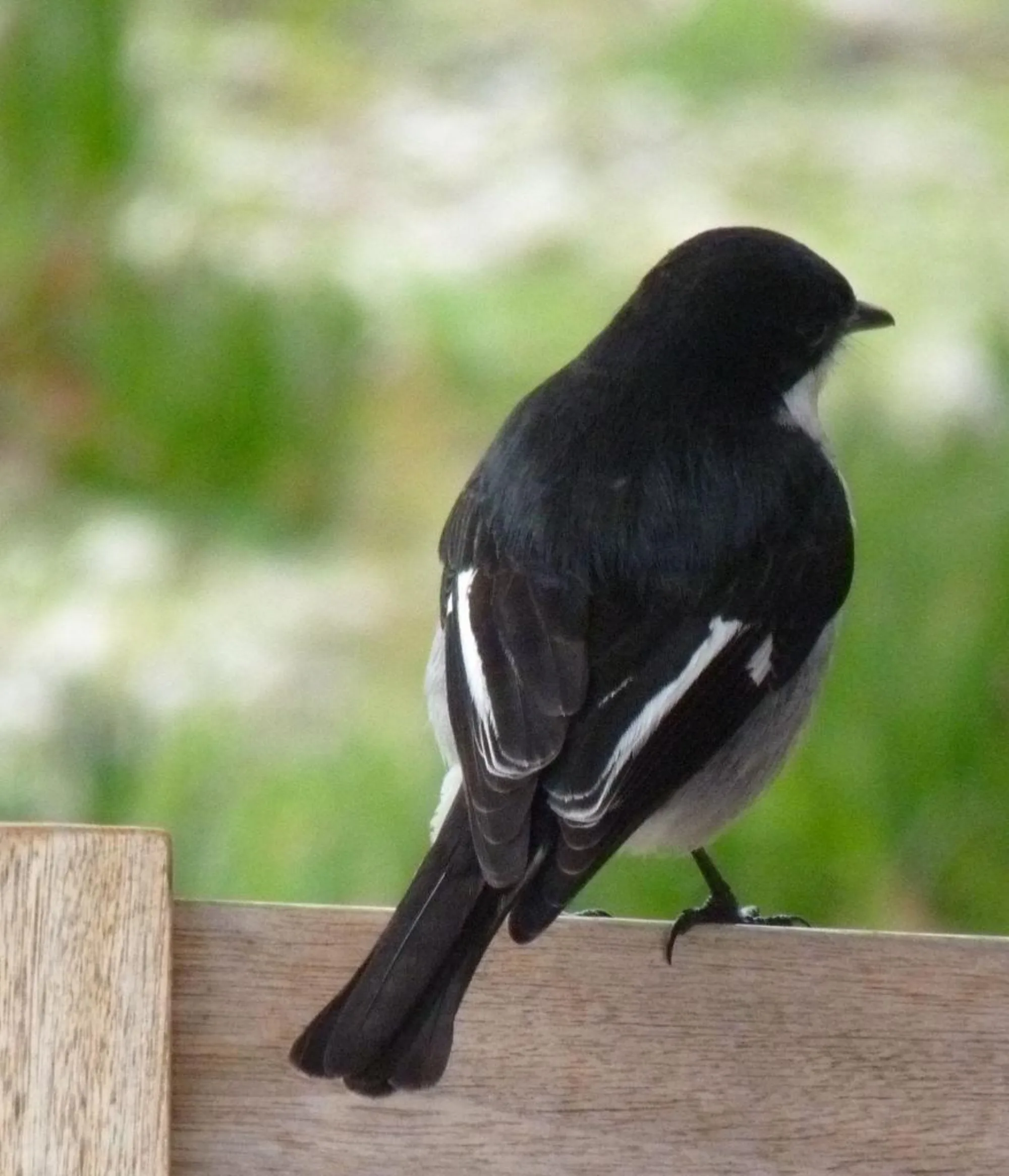 Fiscal Flycatcher