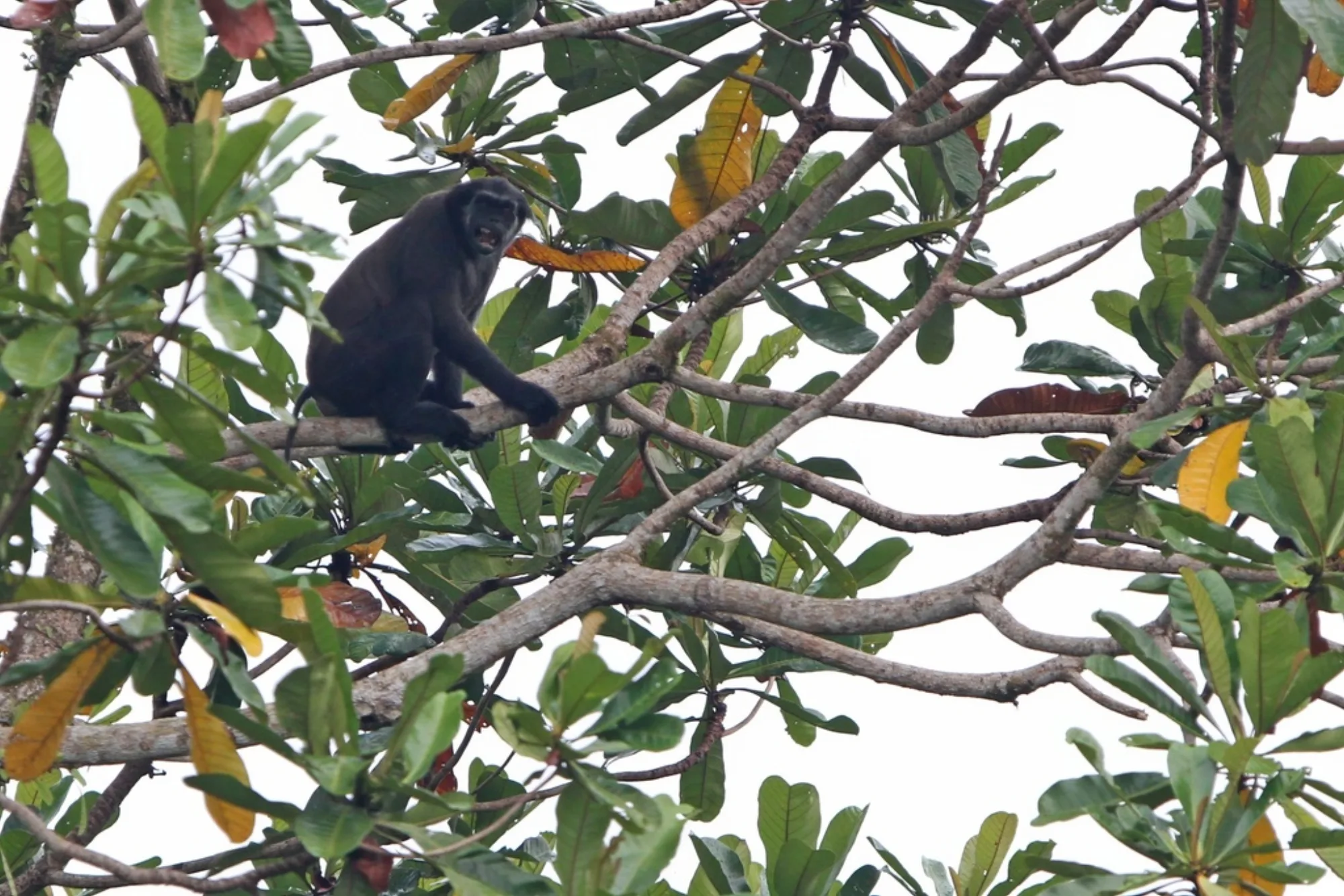 Pig-tailed Langur