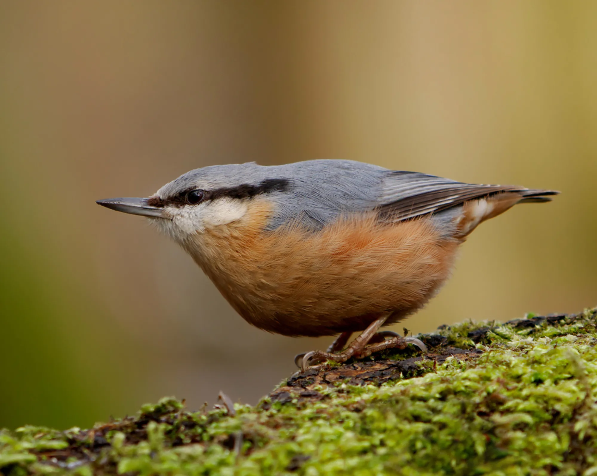 Eurasian Nuthatch