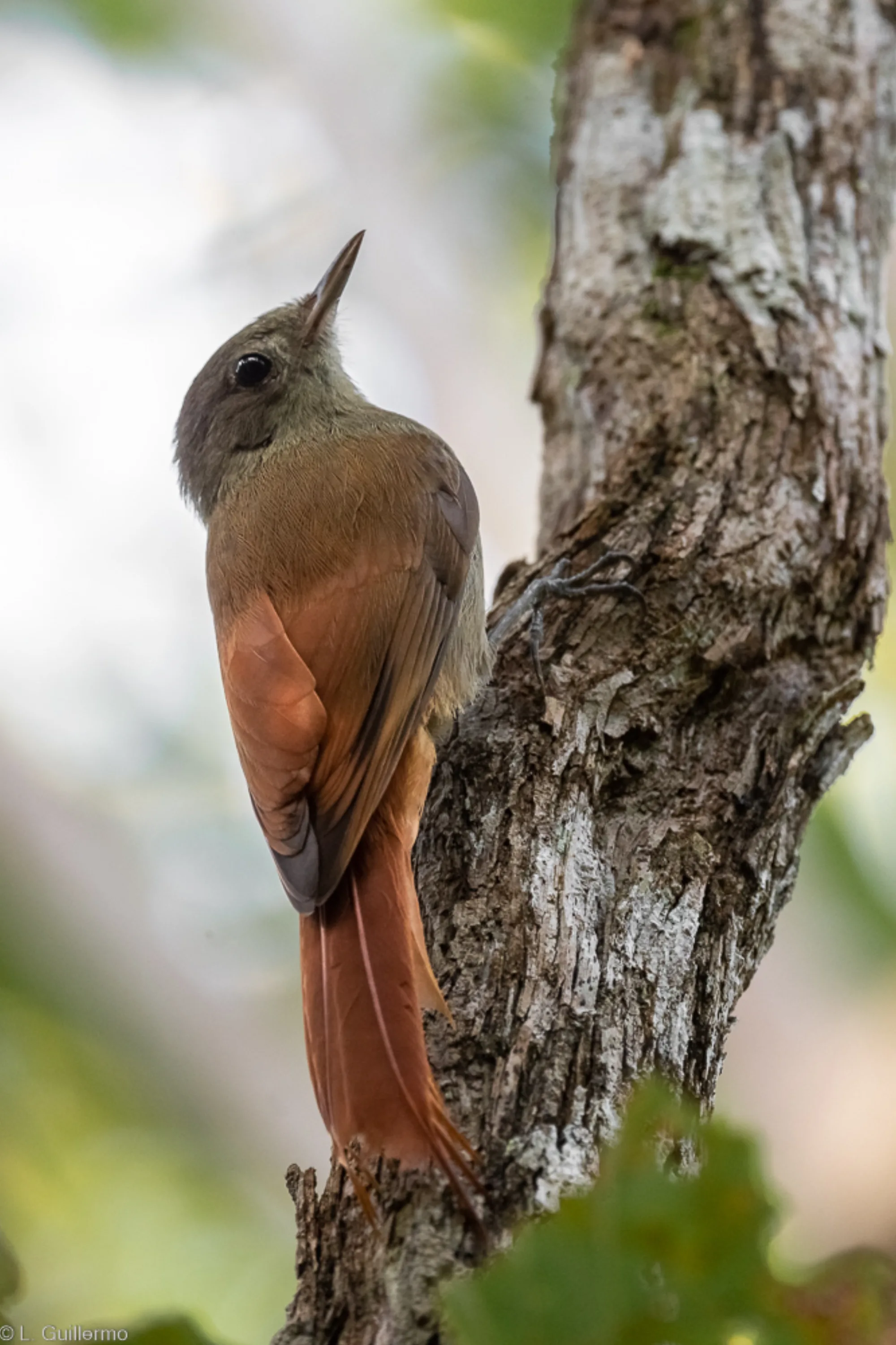 Olivaceous Woodcreeper