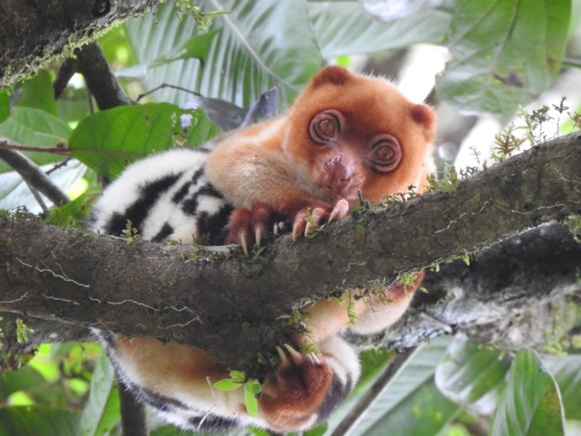 Black-spotted Cuscus