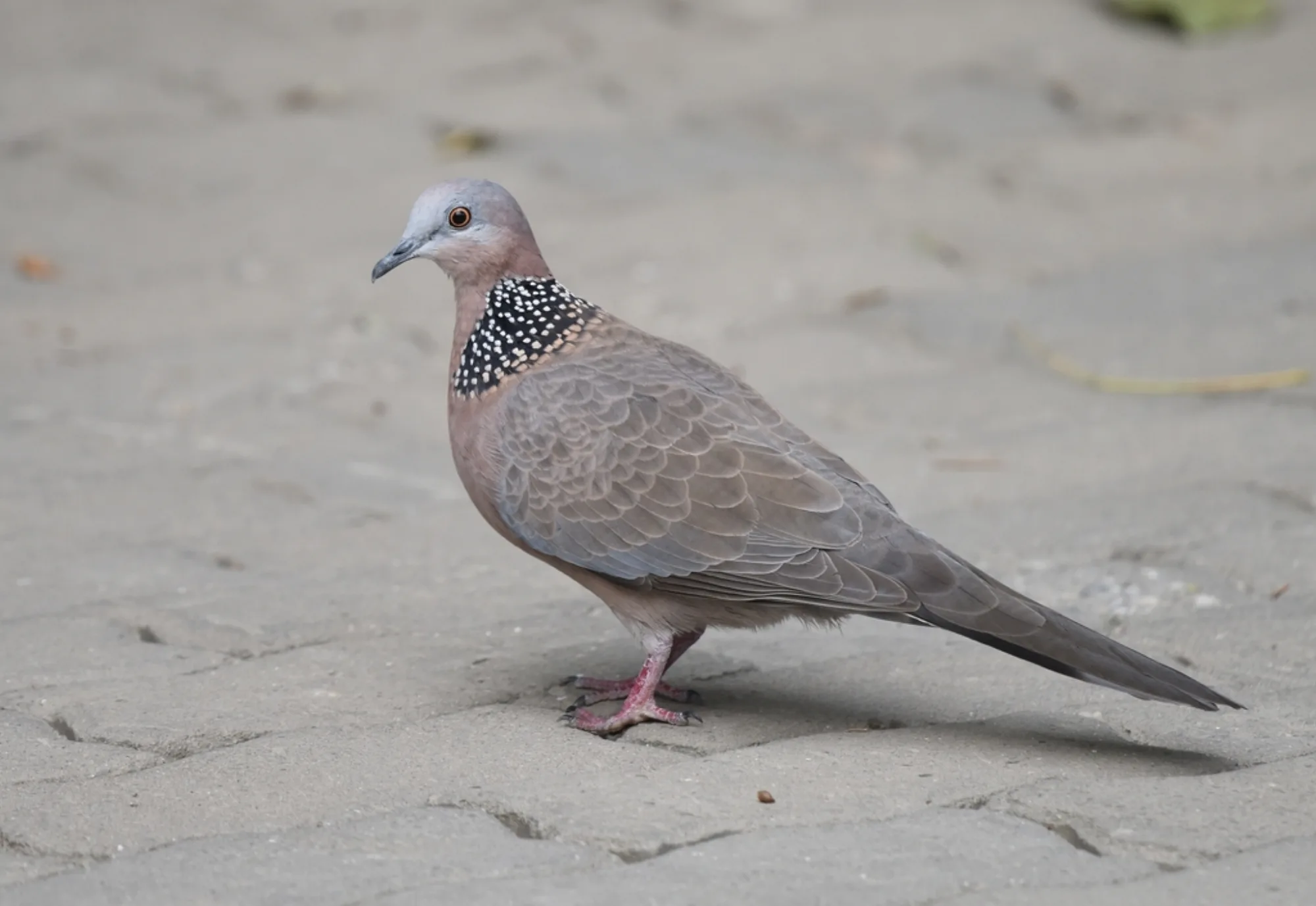 Spotted Dove