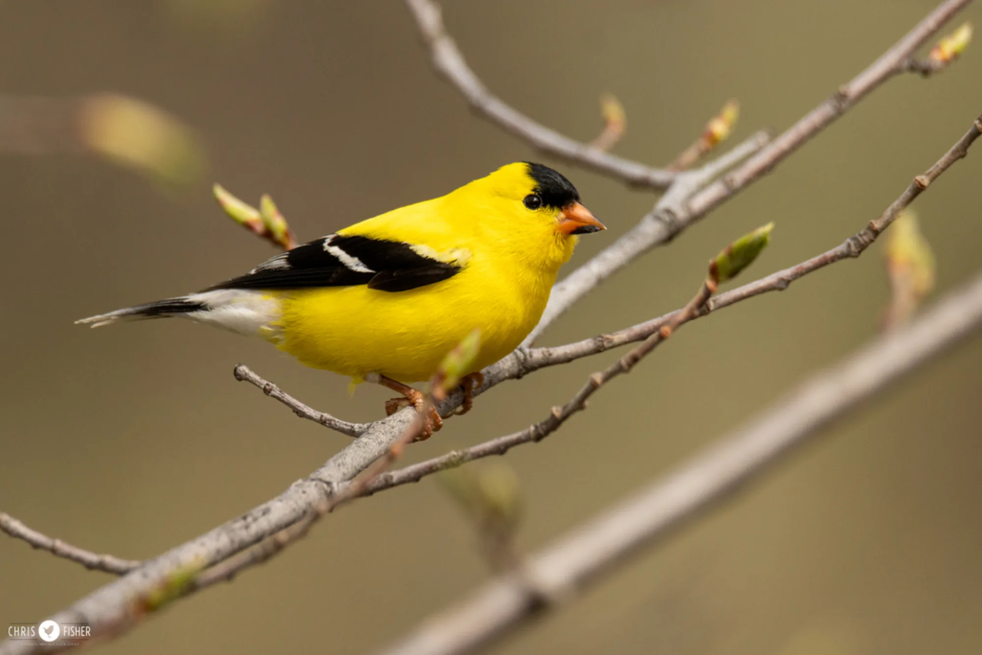American Goldfinch