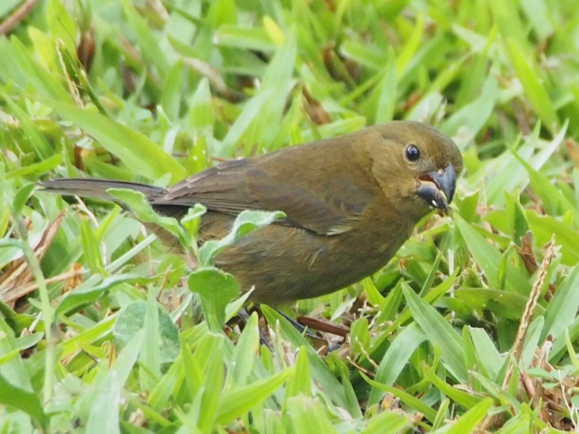 Variable Seedeater