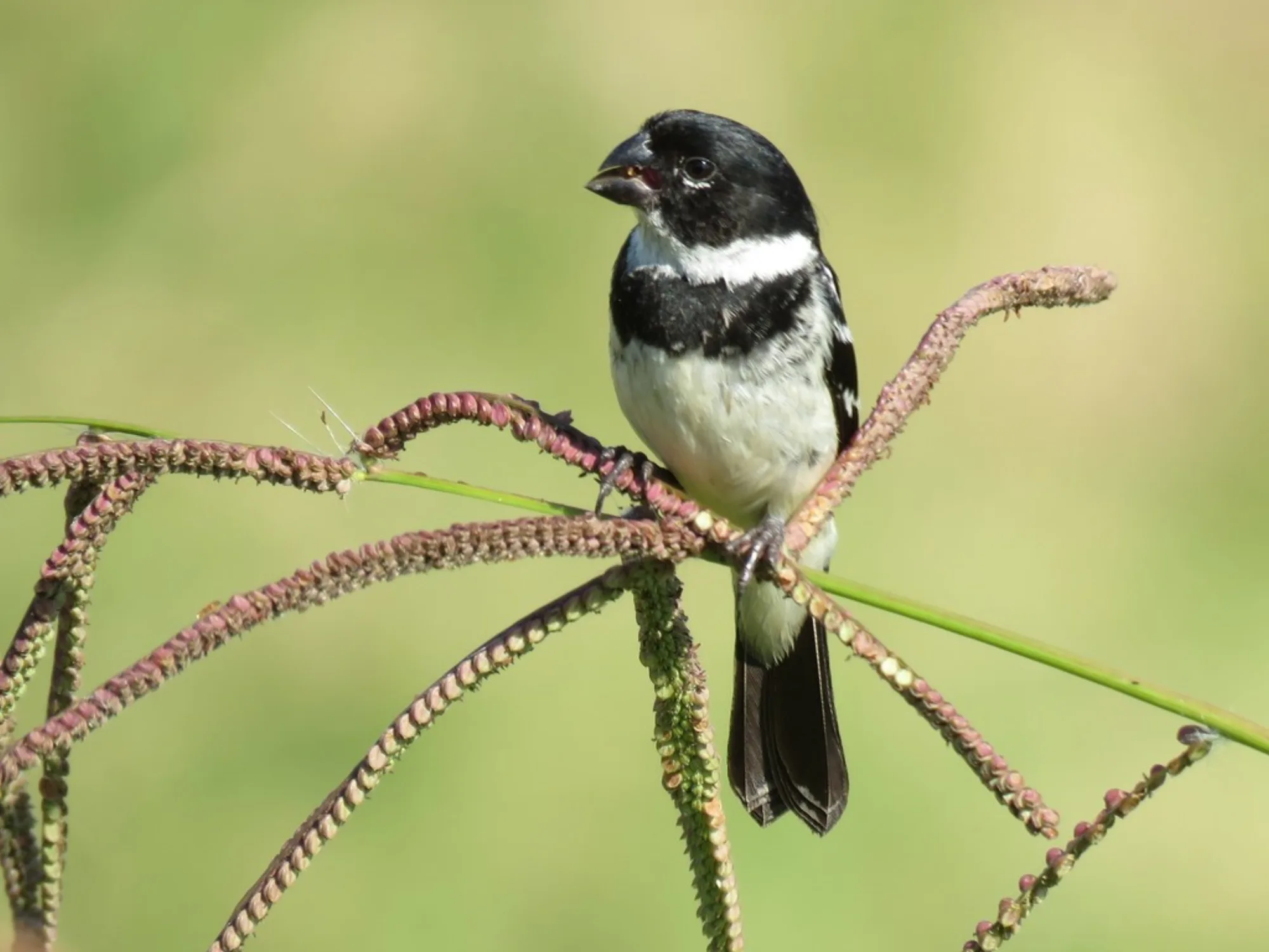 Morelet's Seedeater