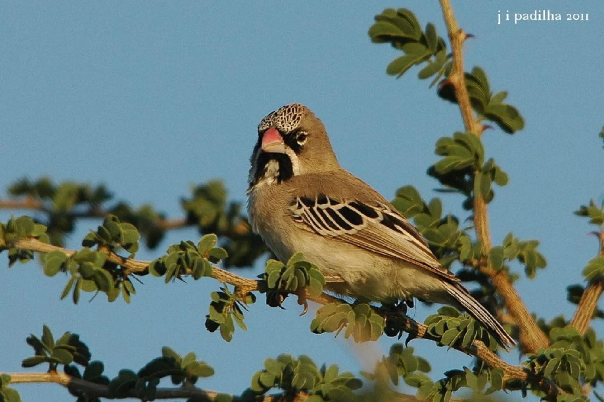 Scaly-feathered Weaver