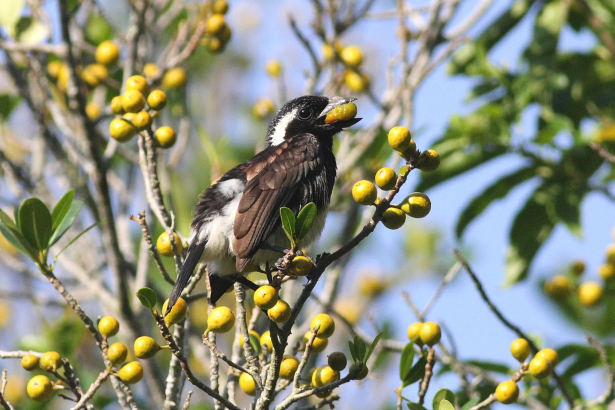 White-eared Barbet