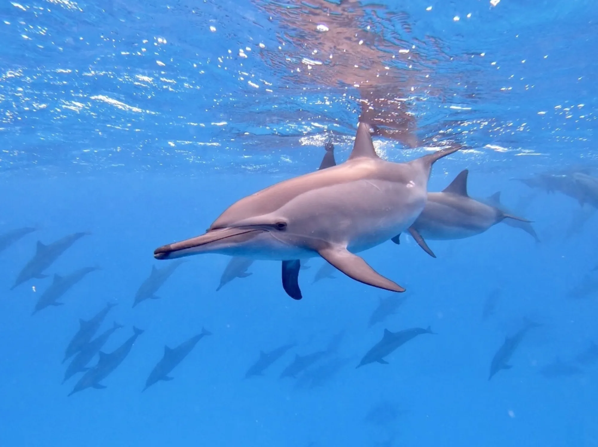 Spinner Dolphin