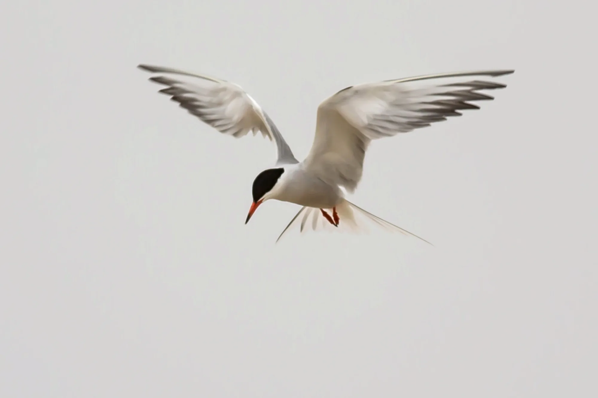 Common Tern