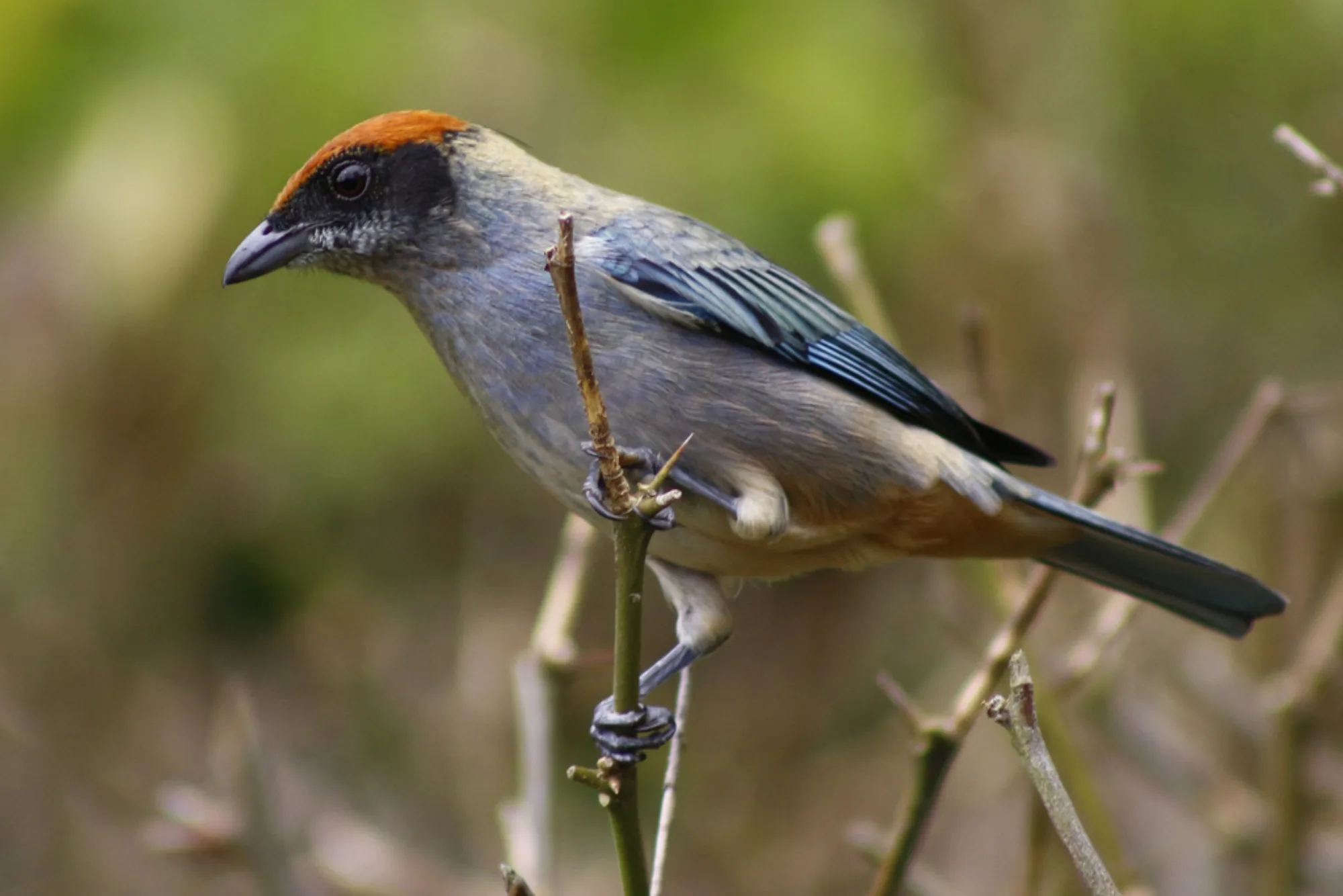 Scrub Tanager