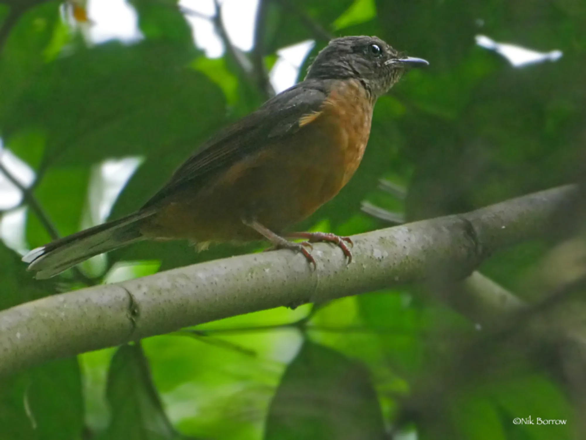 Finsch's Rufous Thrush