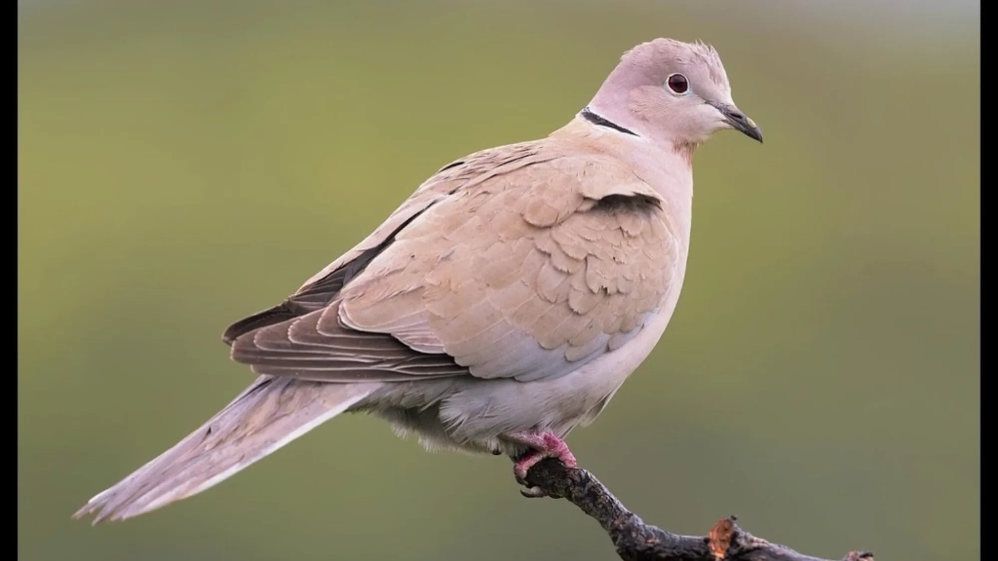 Eurasian Collared Dove