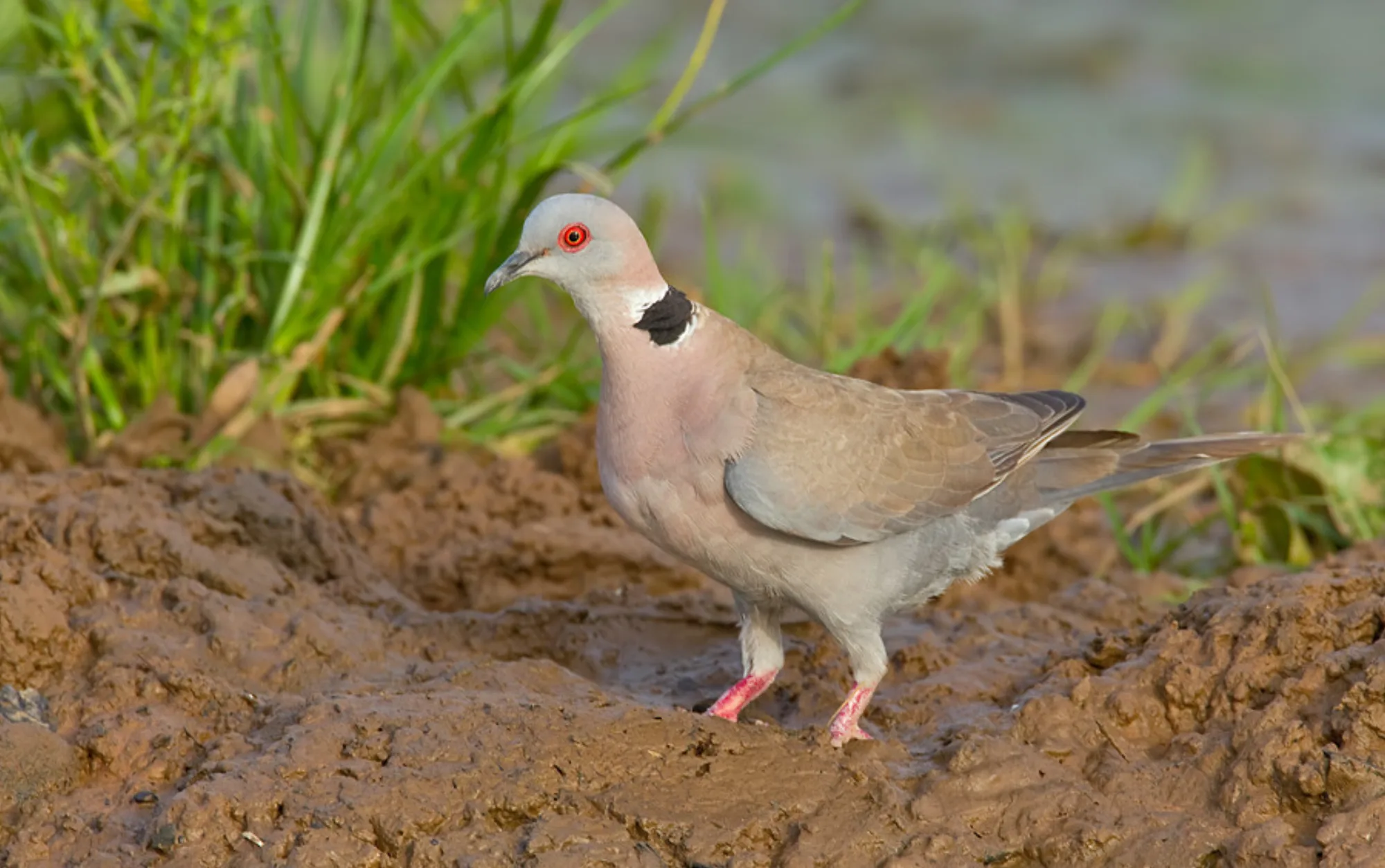 Mourning Collared Dove