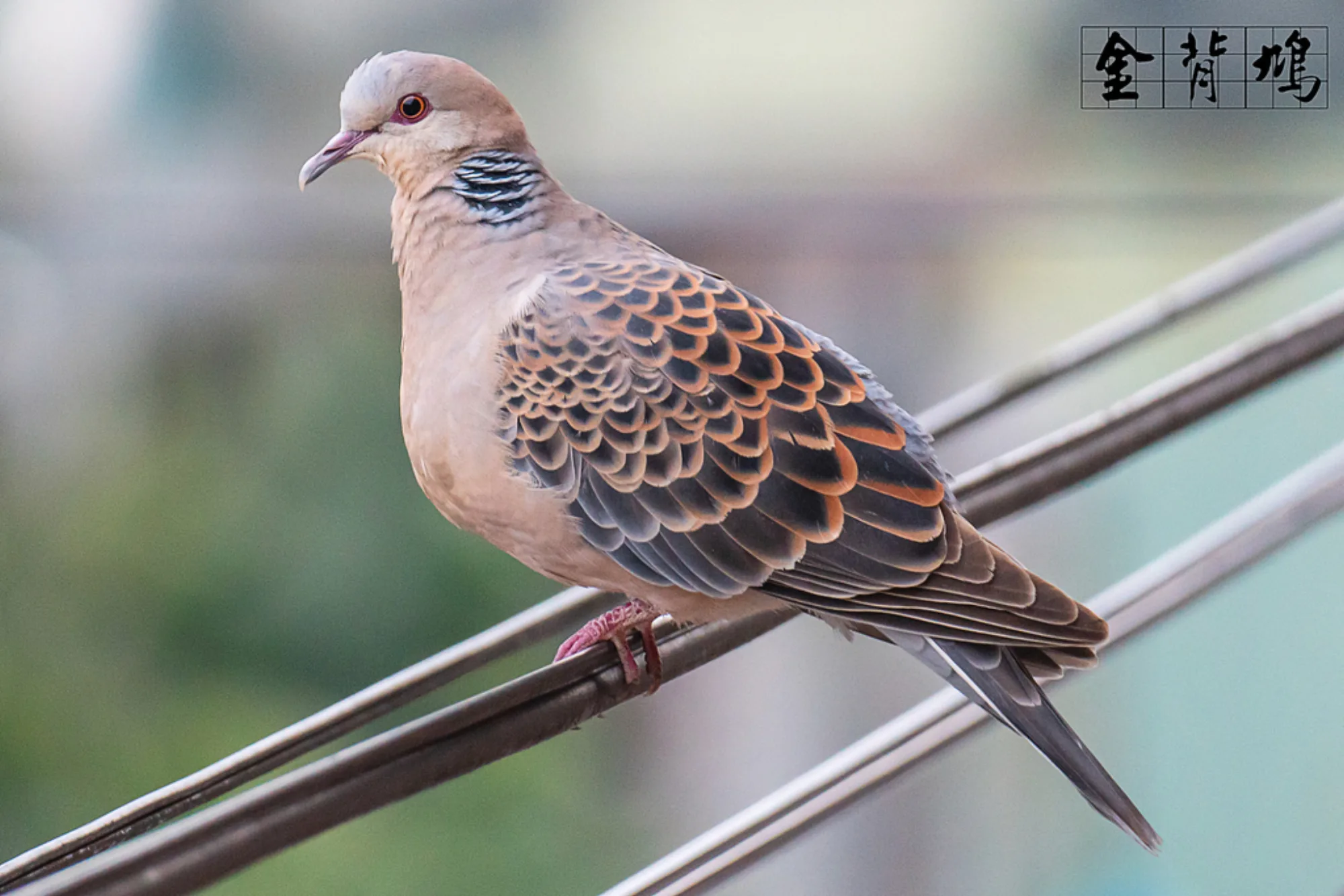 Oriental Turtle Dove