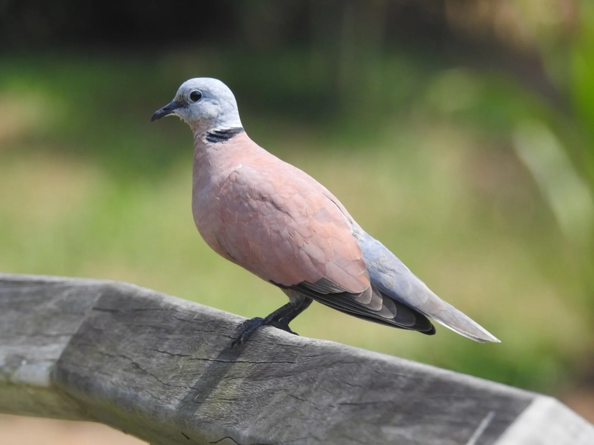 Red Turtle Dove