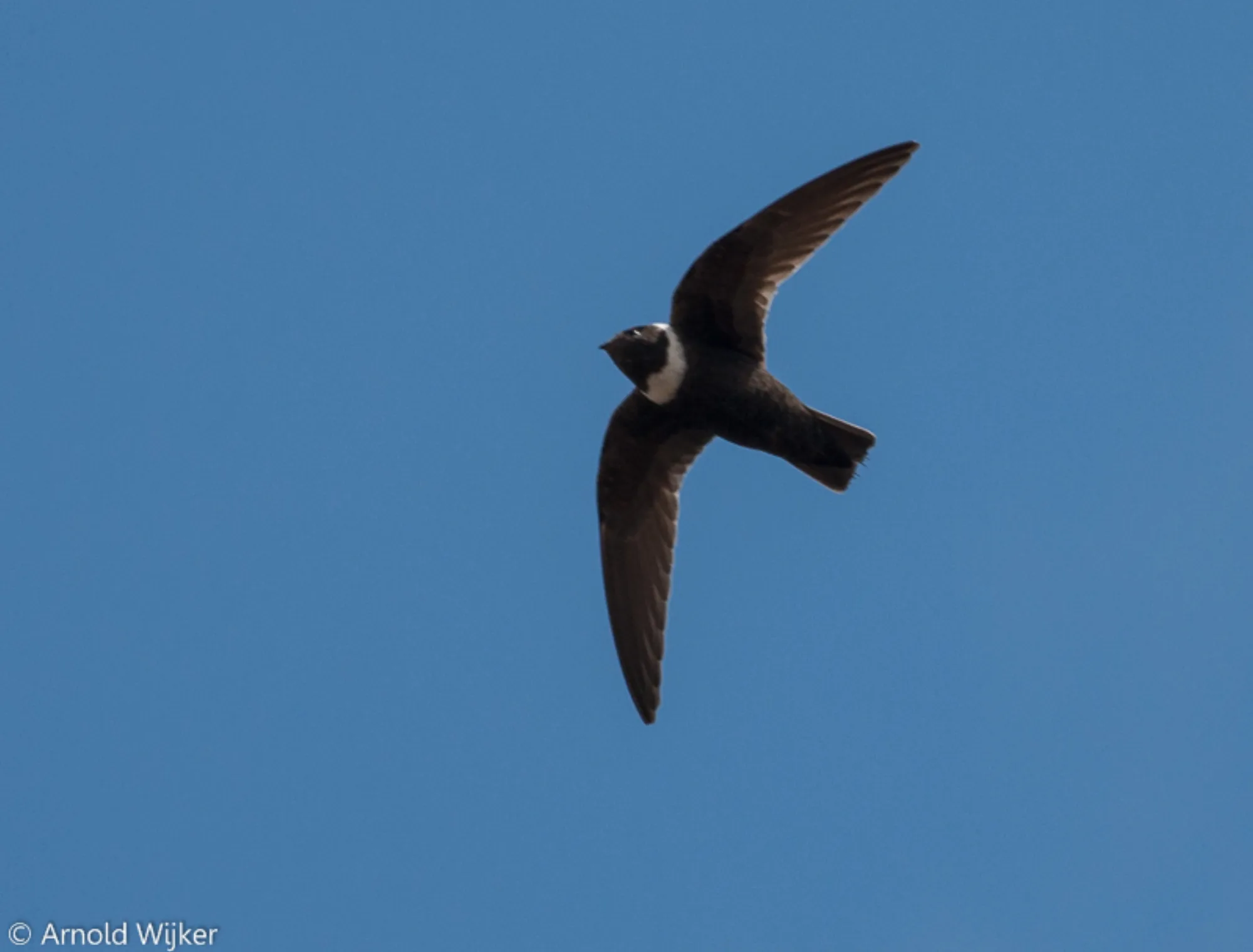 White-collared Swift