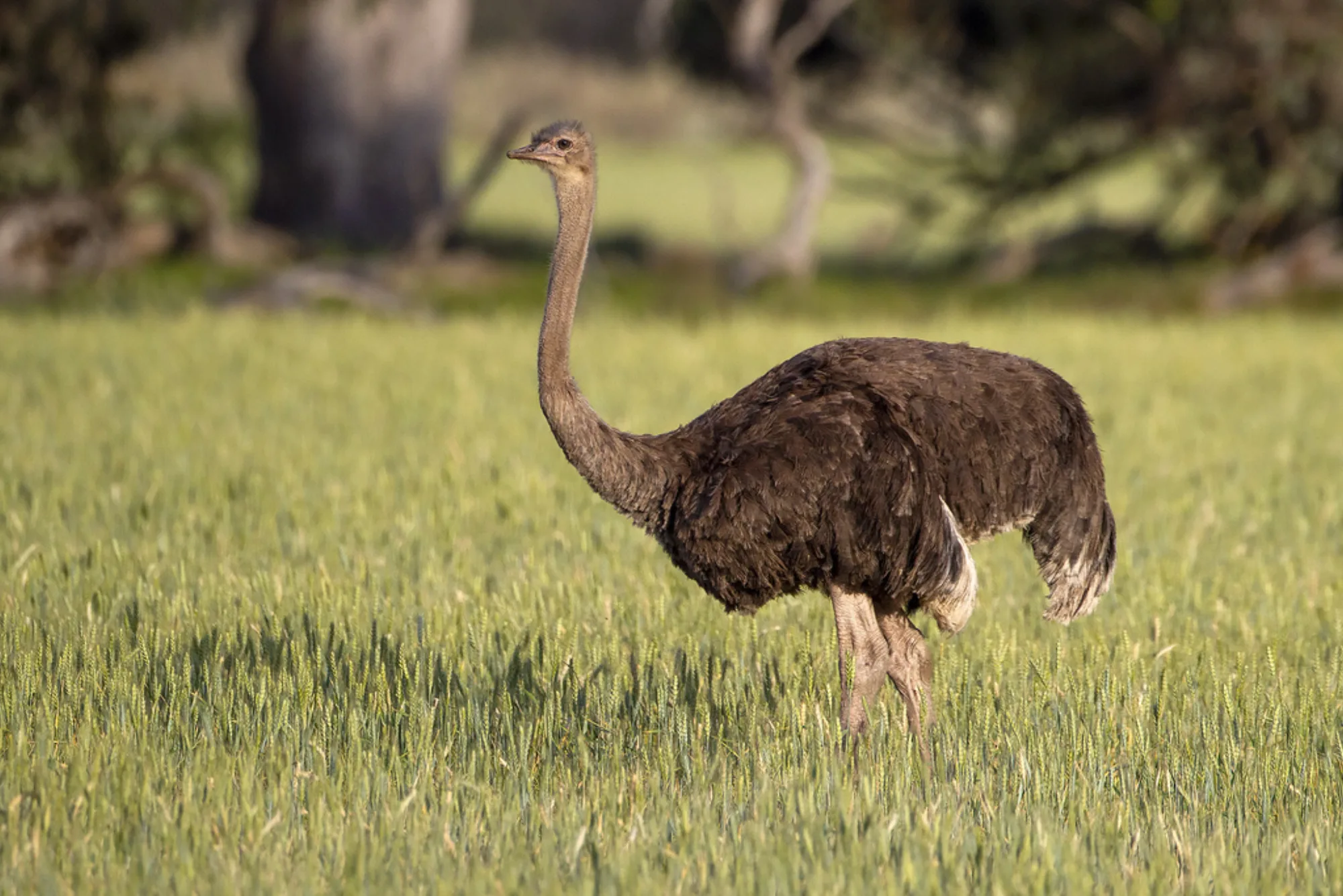 Common Ostrich