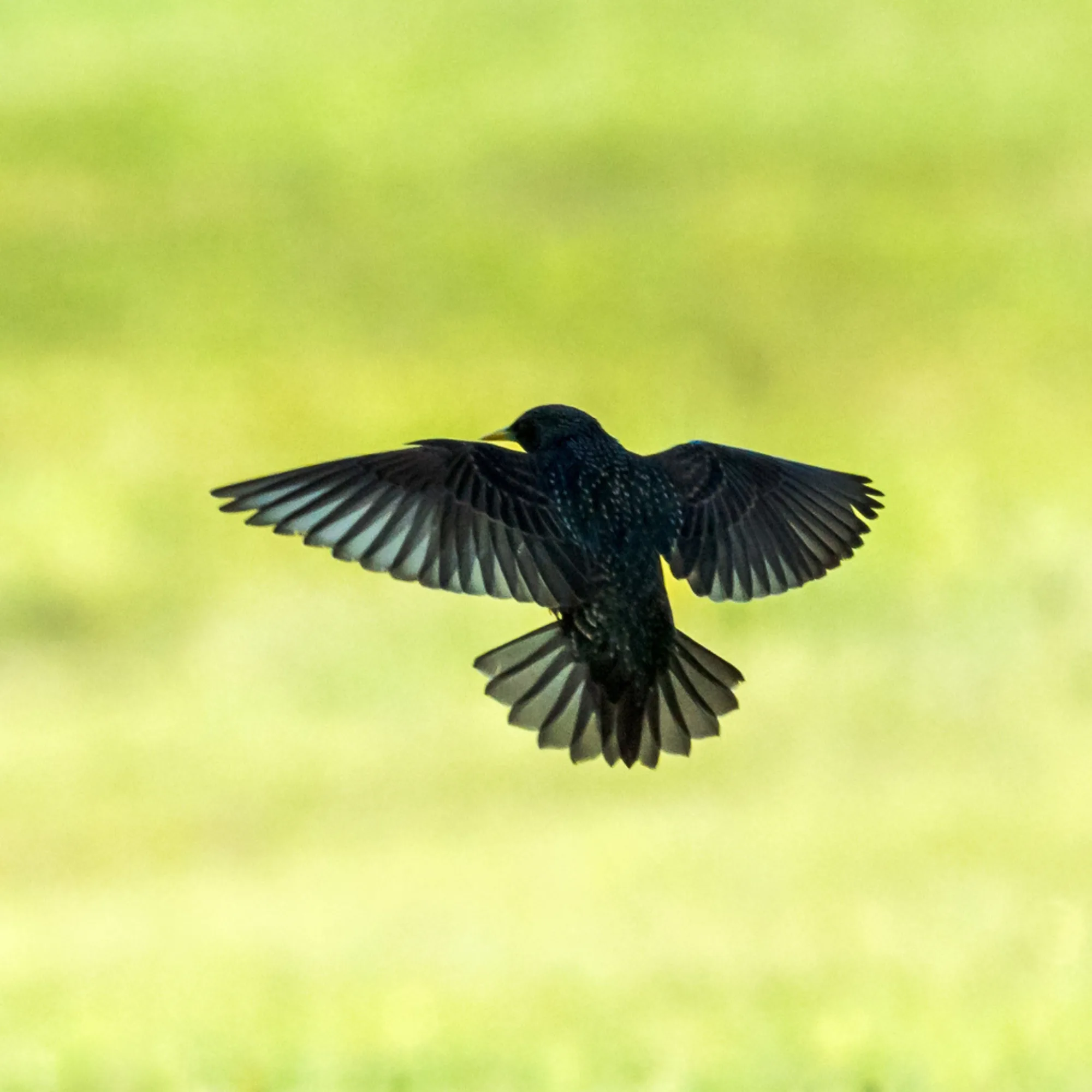 Common Starling